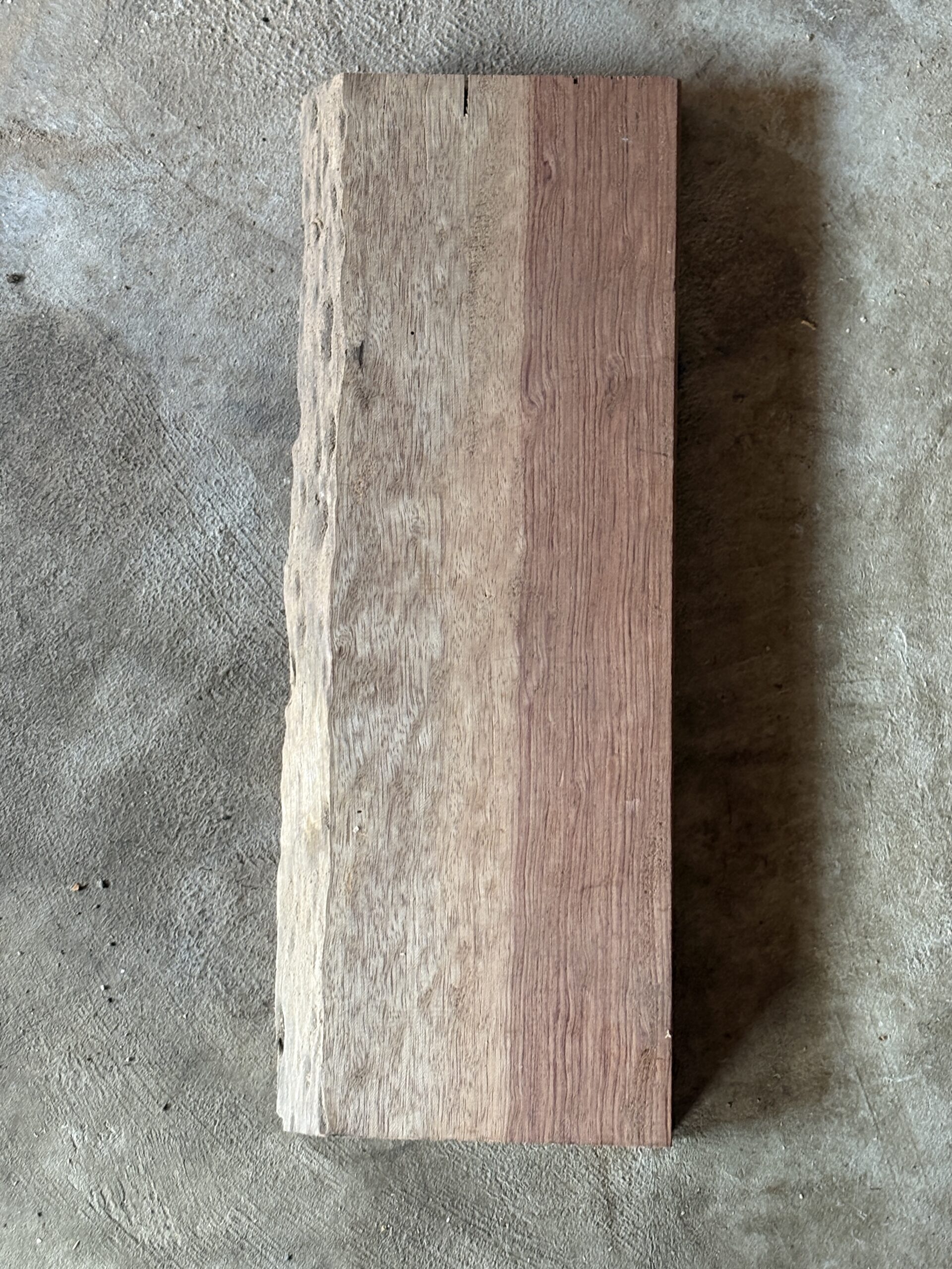 鼠子　どんぐりぼうや　木の図鑑｜くだらない道具屋