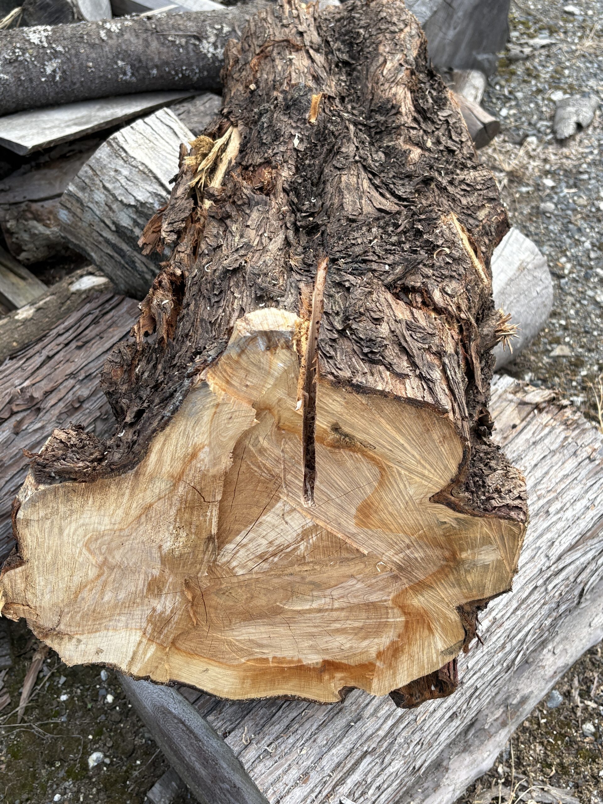 ゴールドクレスト