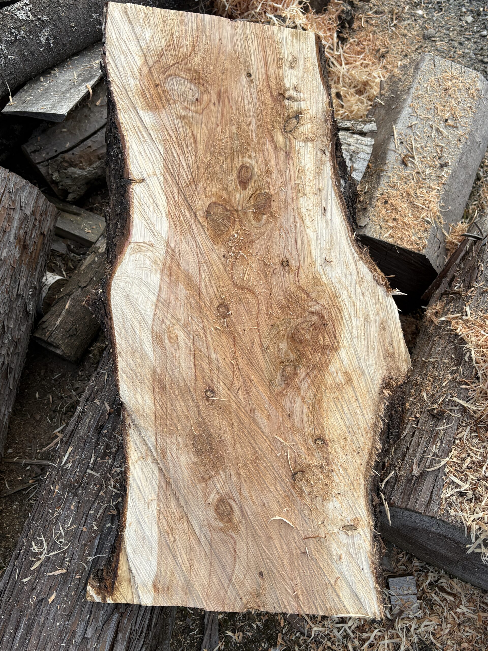 ゴールドクレスト