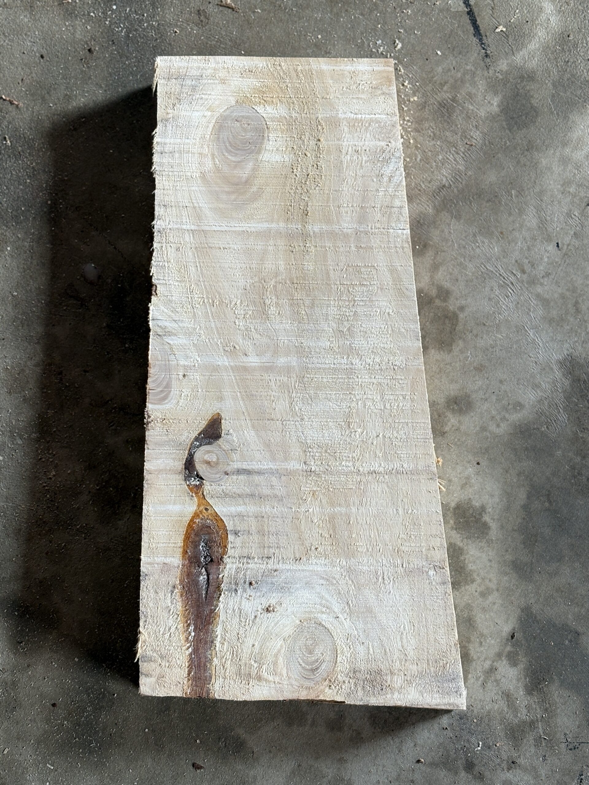 シキミ　どんぐりぼうや　木の図鑑｜くだらない道具屋