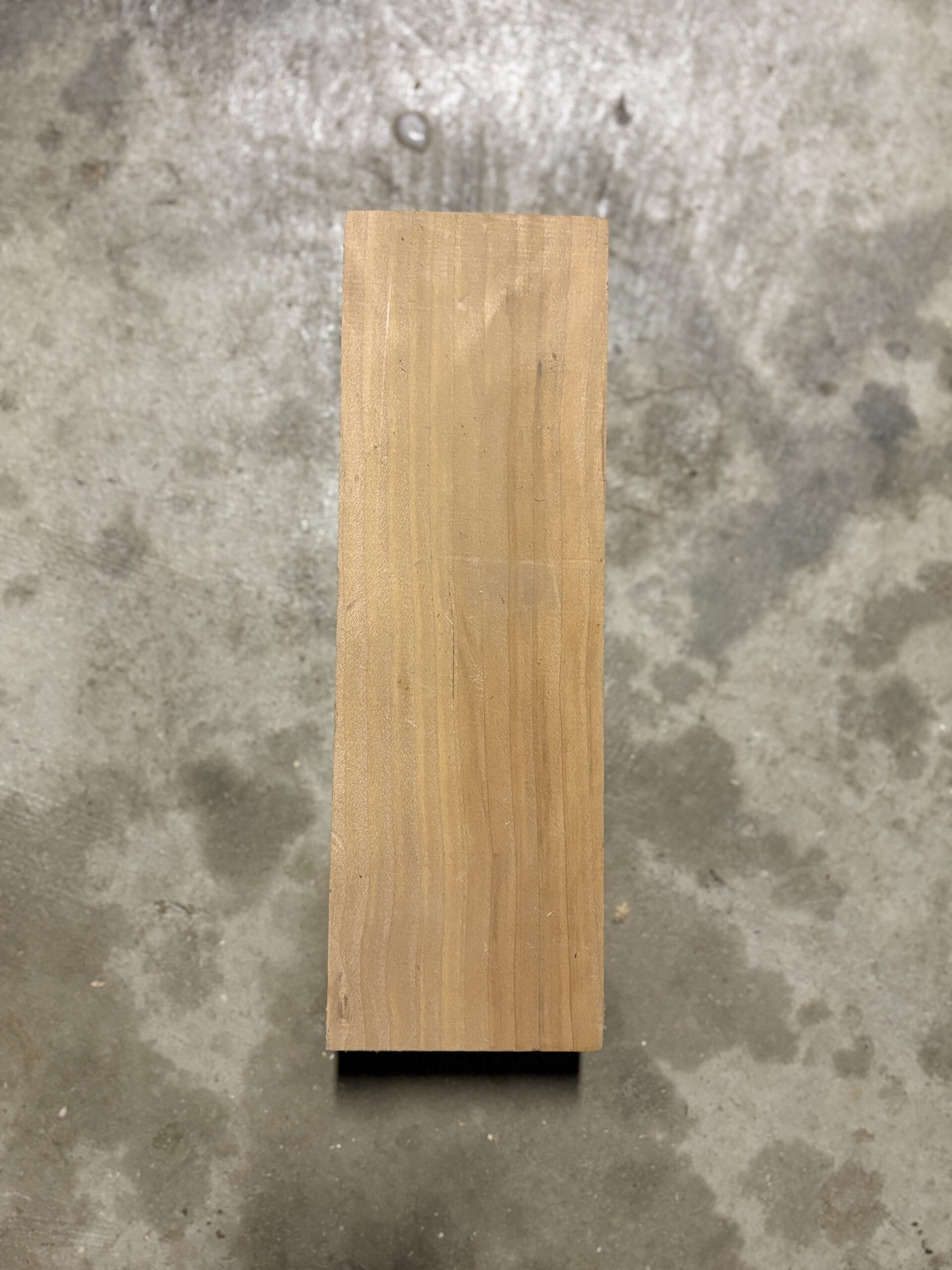 ヒマラヤスギ　どんぐりぼうや　木の図鑑｜くだらない道具屋