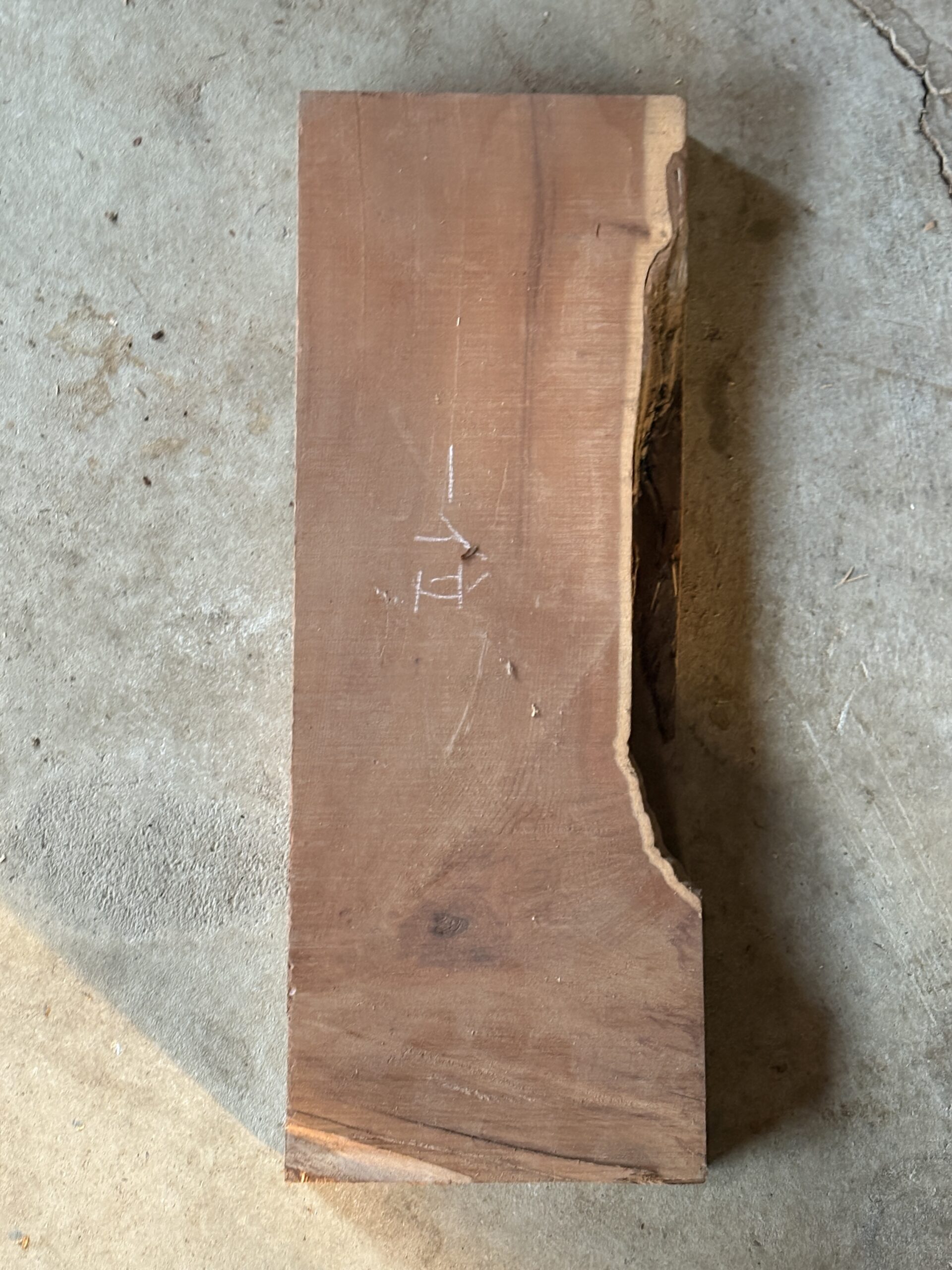 イチイ　どんぐりぼうや　木の図鑑｜くだらない道具屋