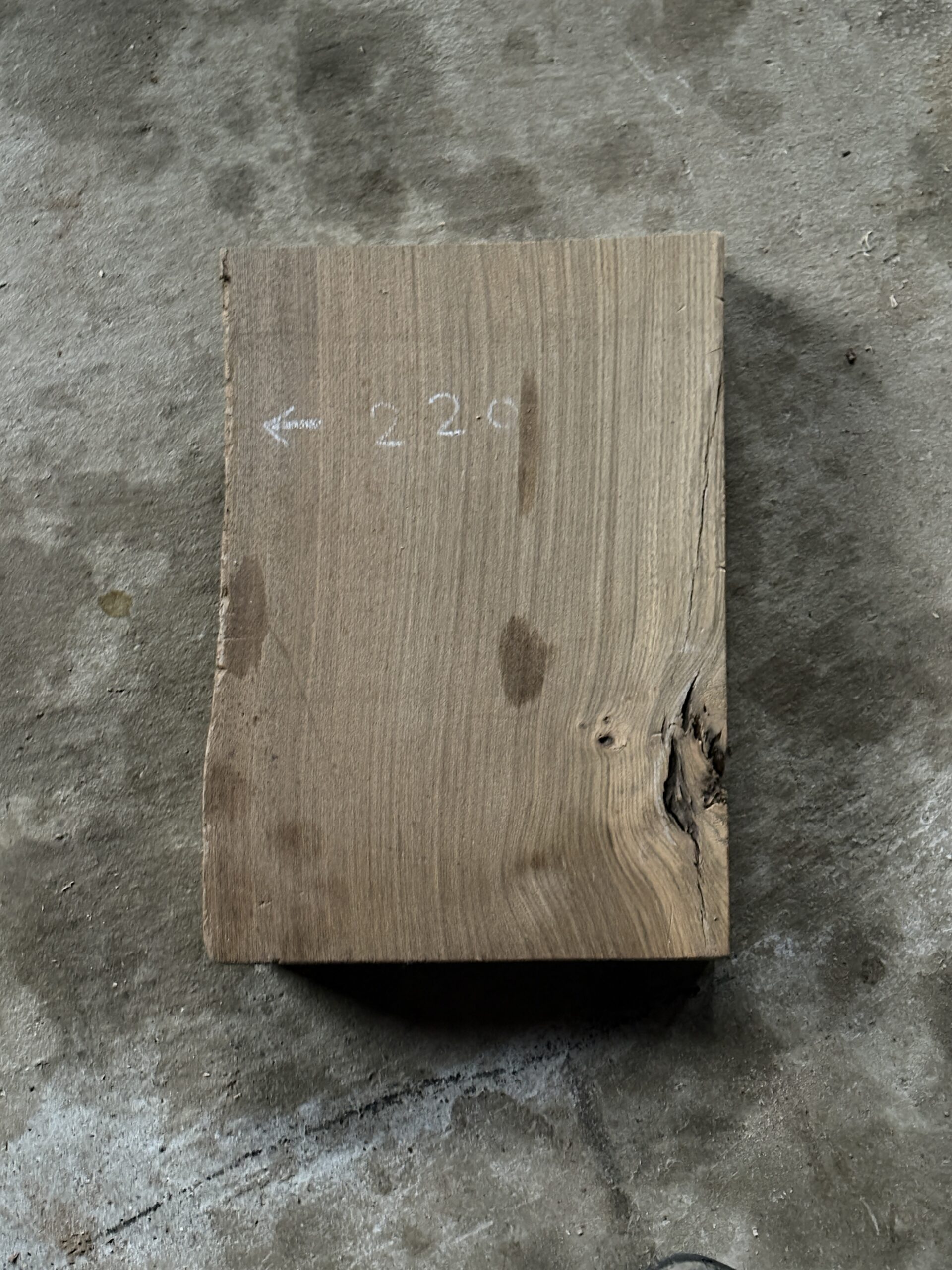 ジンダイケヤキ　どんぐりぼうや　木の図鑑｜くだらない道具屋