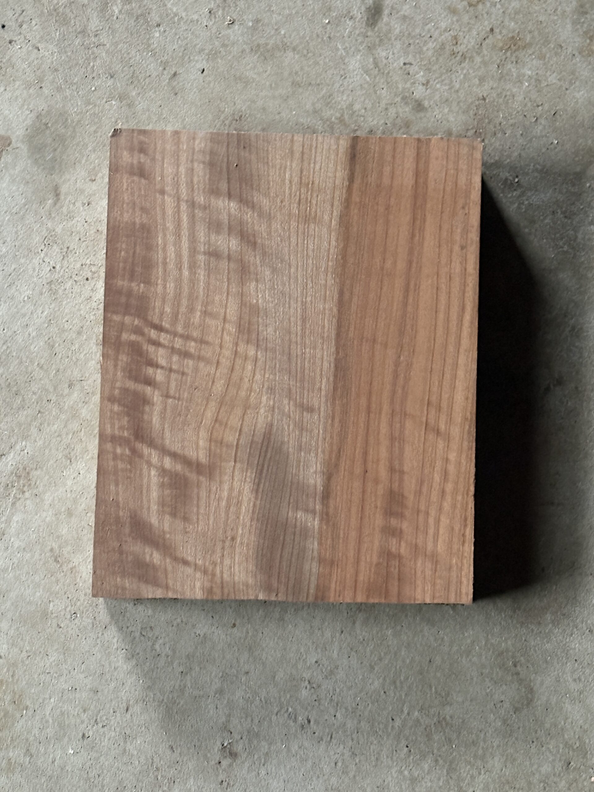 ケンポナシ　どんぐりぼうや　木の図鑑｜くだらない道具屋