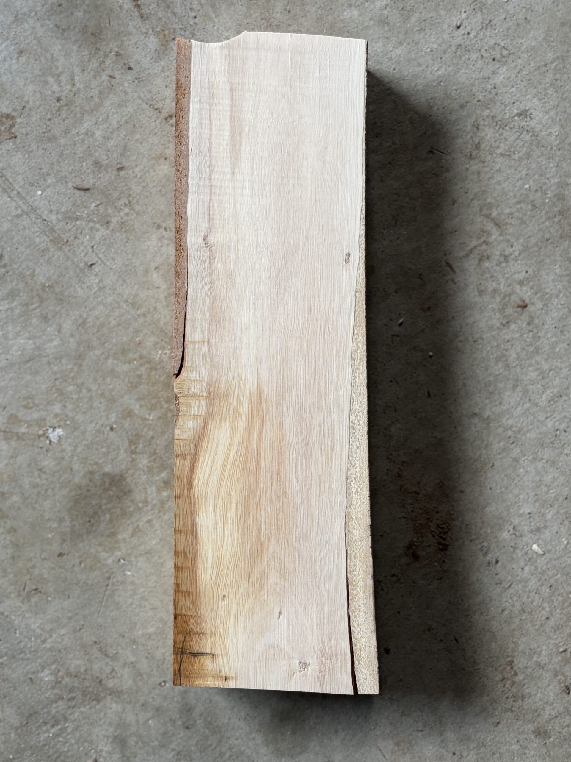 キンモクセイ　どんぐりぼうや　木の図鑑｜くだらない道具屋