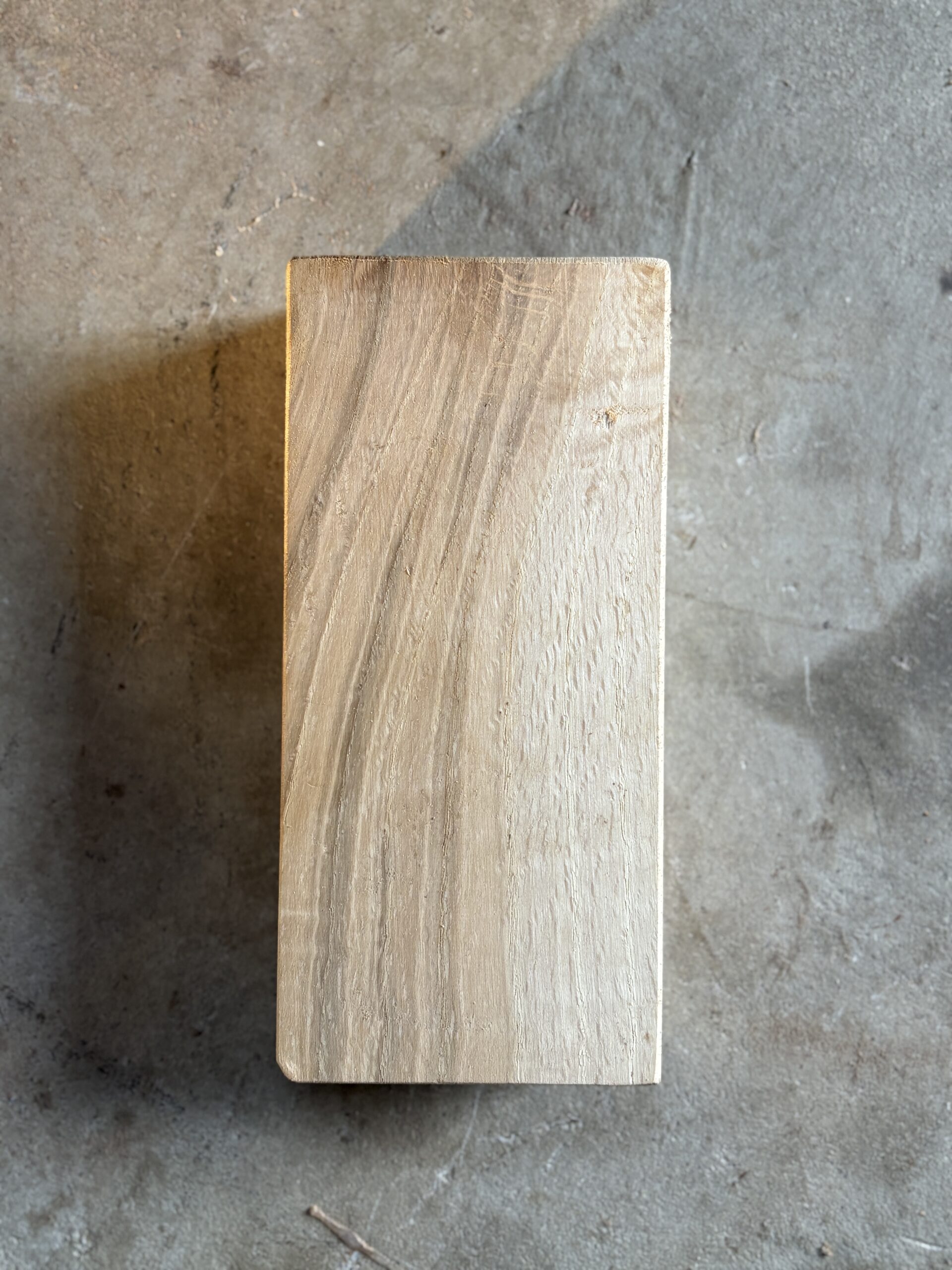 コナラ　どんぐりぼうや　木の図鑑｜くだらない道具屋