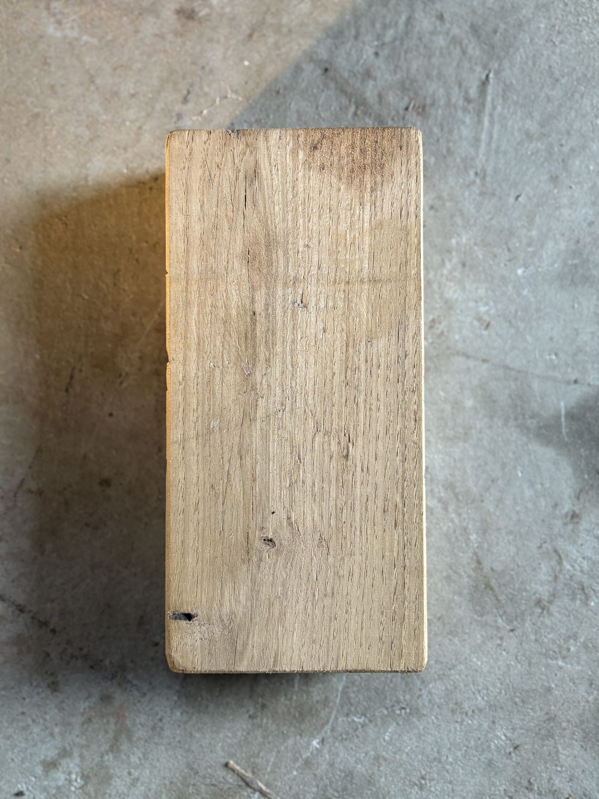 ミズナラ　どんぐりぼうや　木の図鑑｜くだらない道具屋