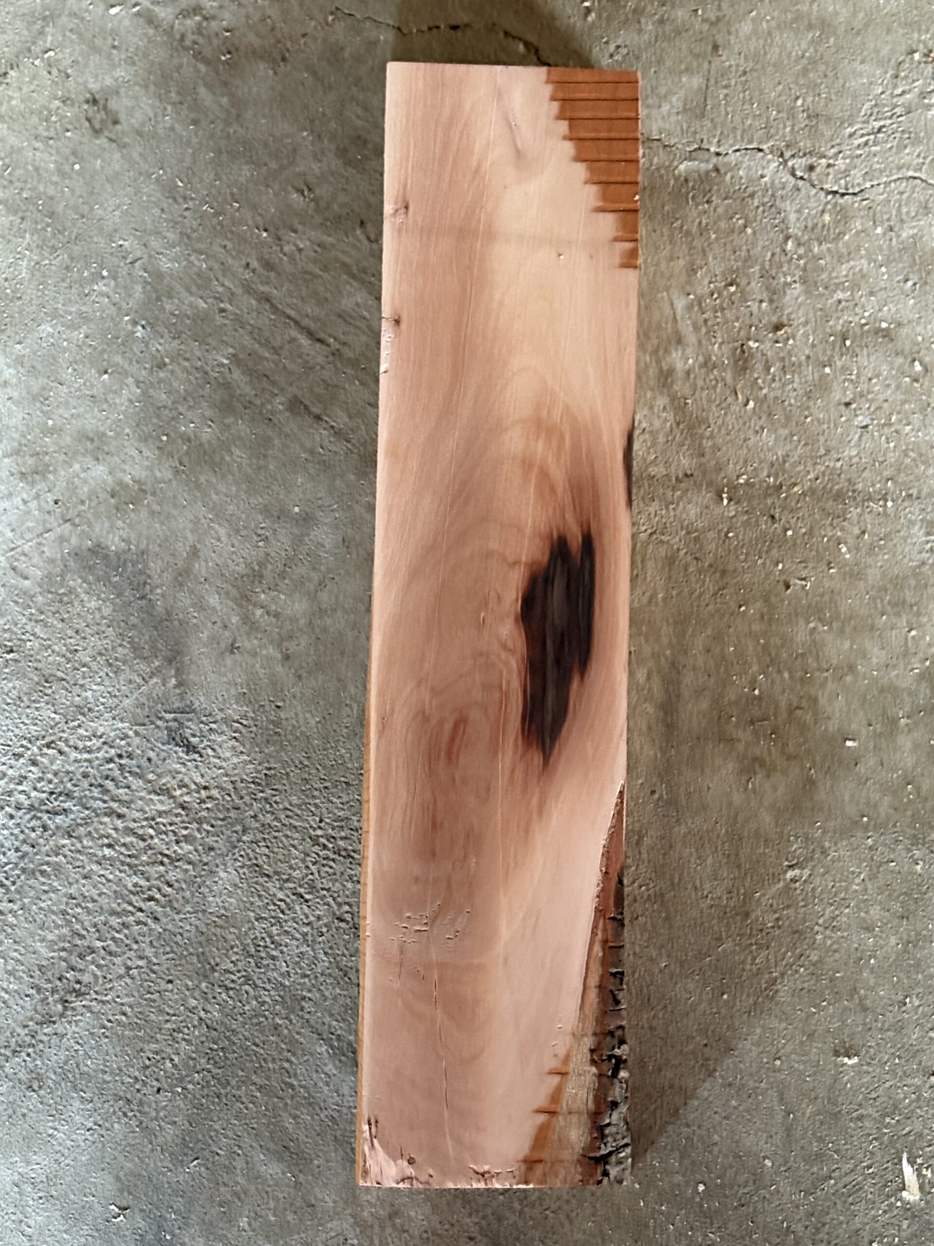 モッコク　どんぐりぼうや　木の図鑑｜くだらない道具屋