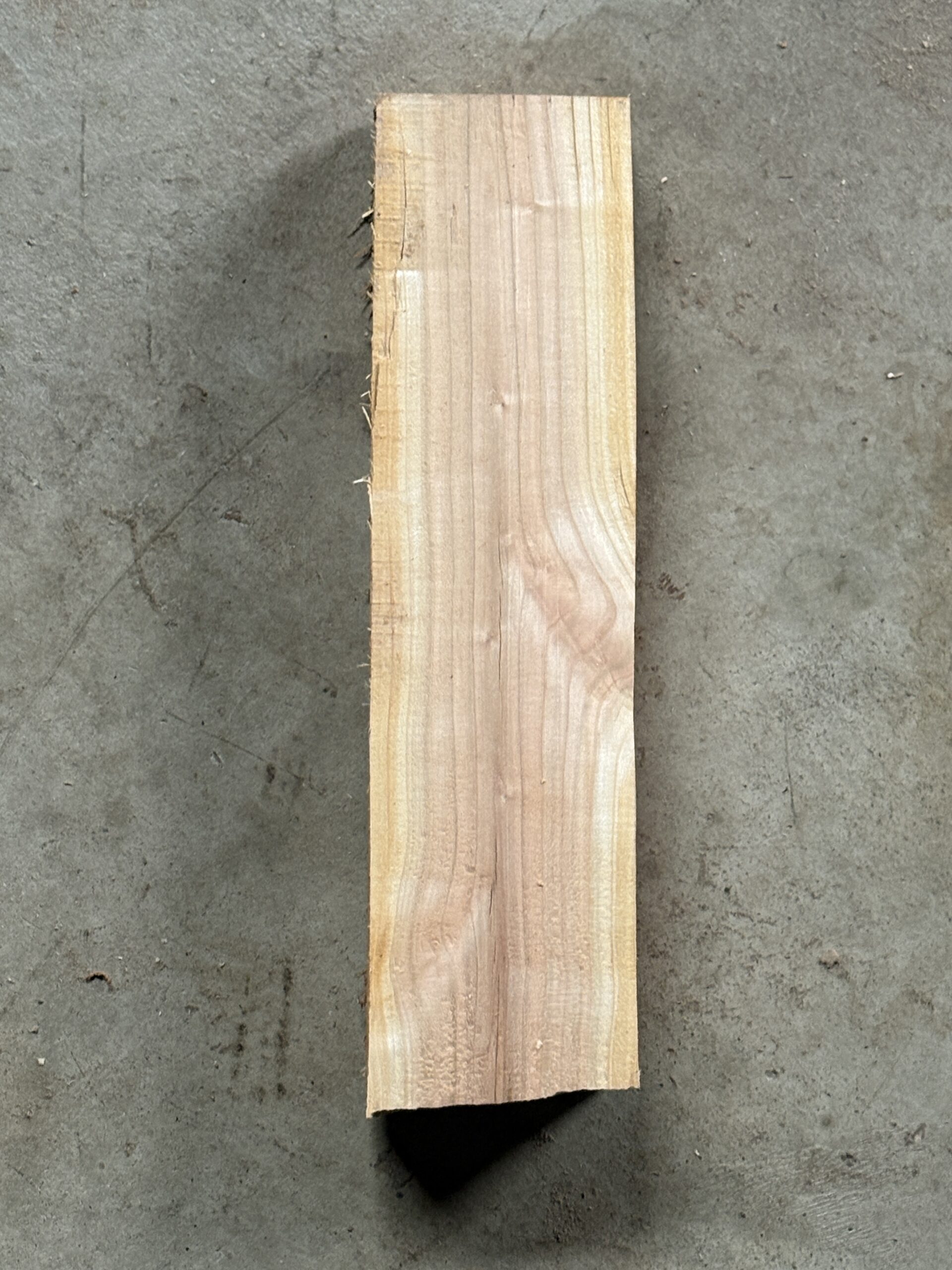 モモ　どんぐりぼうや　木の図鑑｜くだらない道具屋