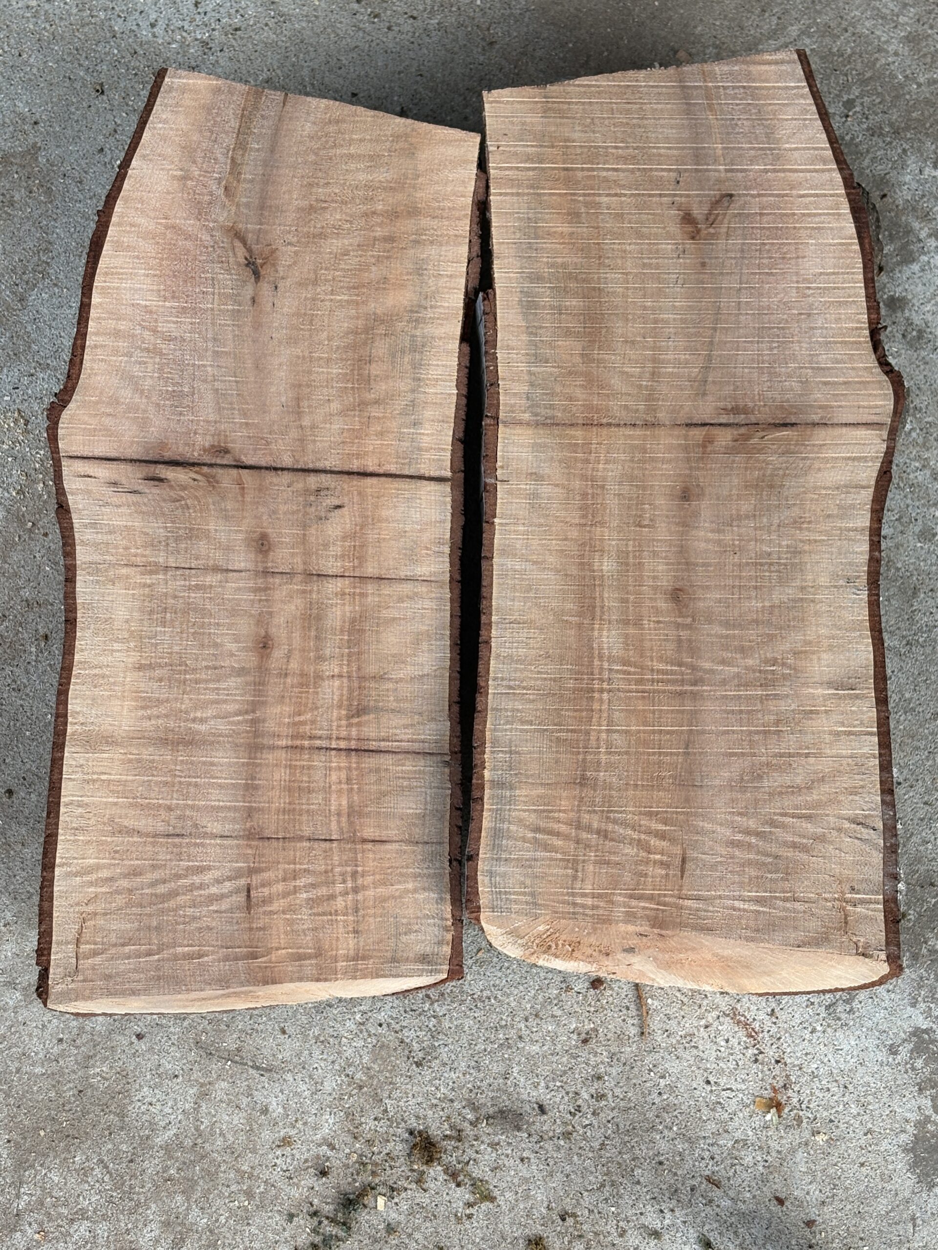 シキミ　どんぐりぼうや　木の図鑑｜くだらない道具屋