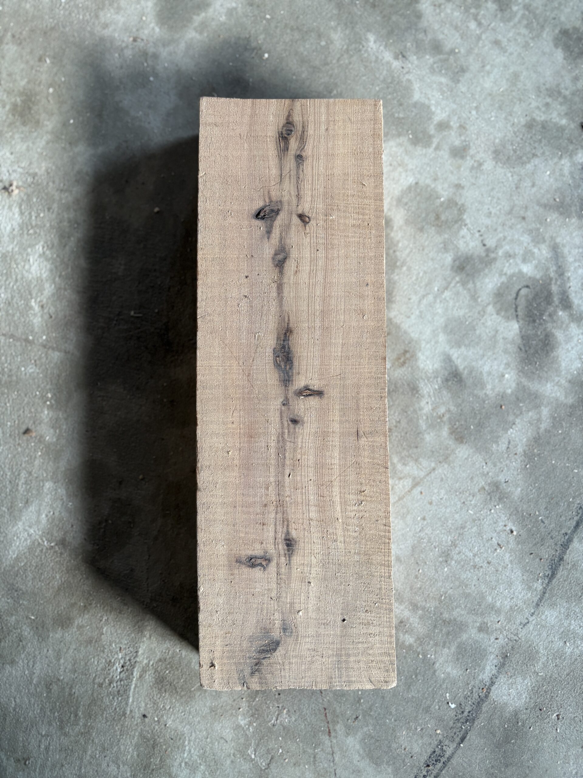 スギ　どんぐりぼうや　木の図鑑｜くだらない道具屋