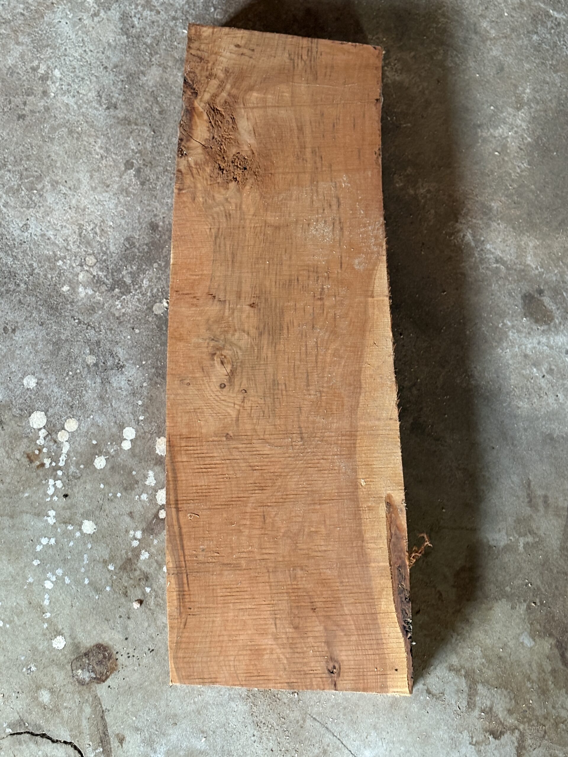 ウメ　どんぐりぼうや　木の図鑑｜くだらない道具屋