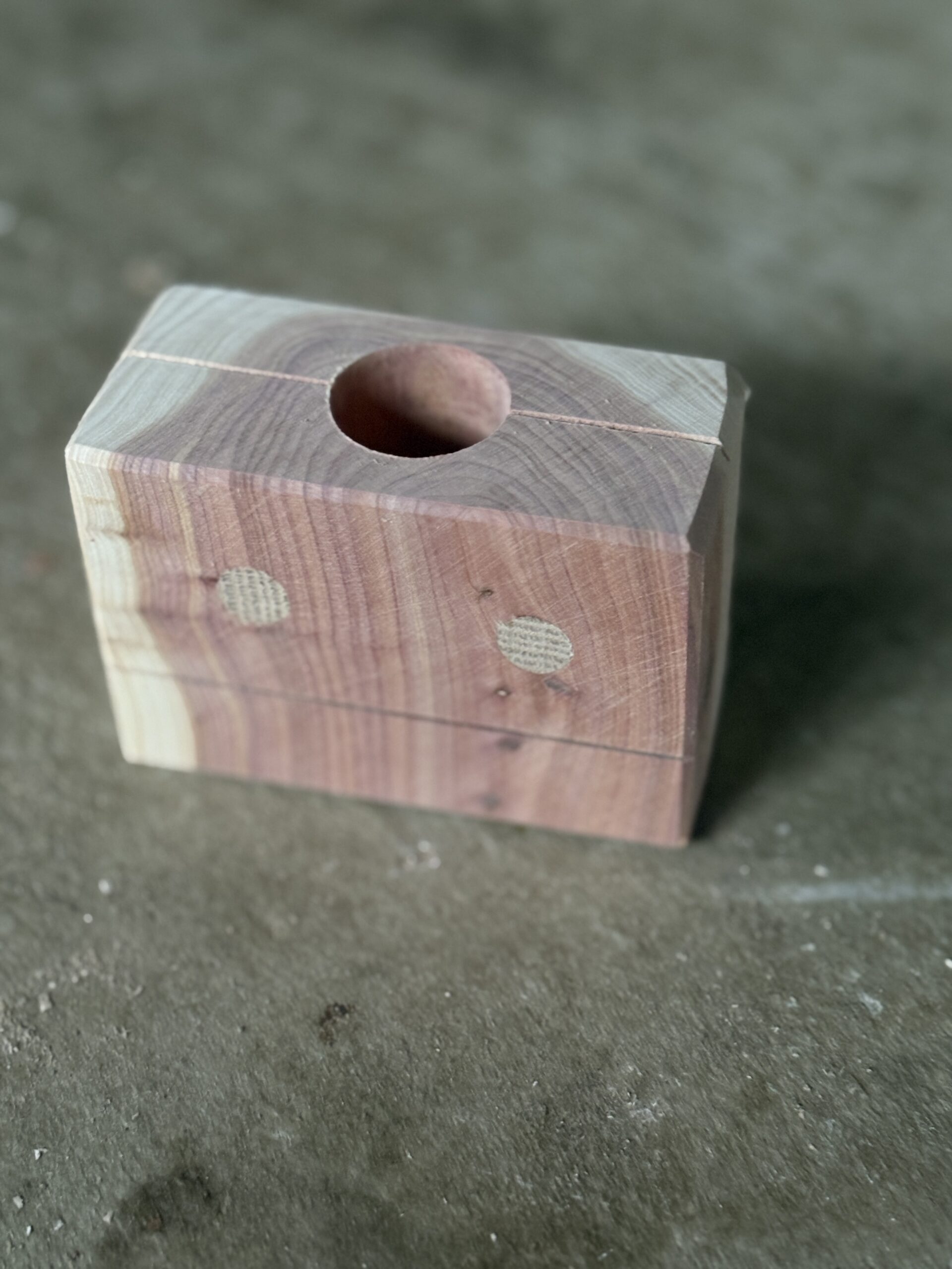 カイヅカイブキ