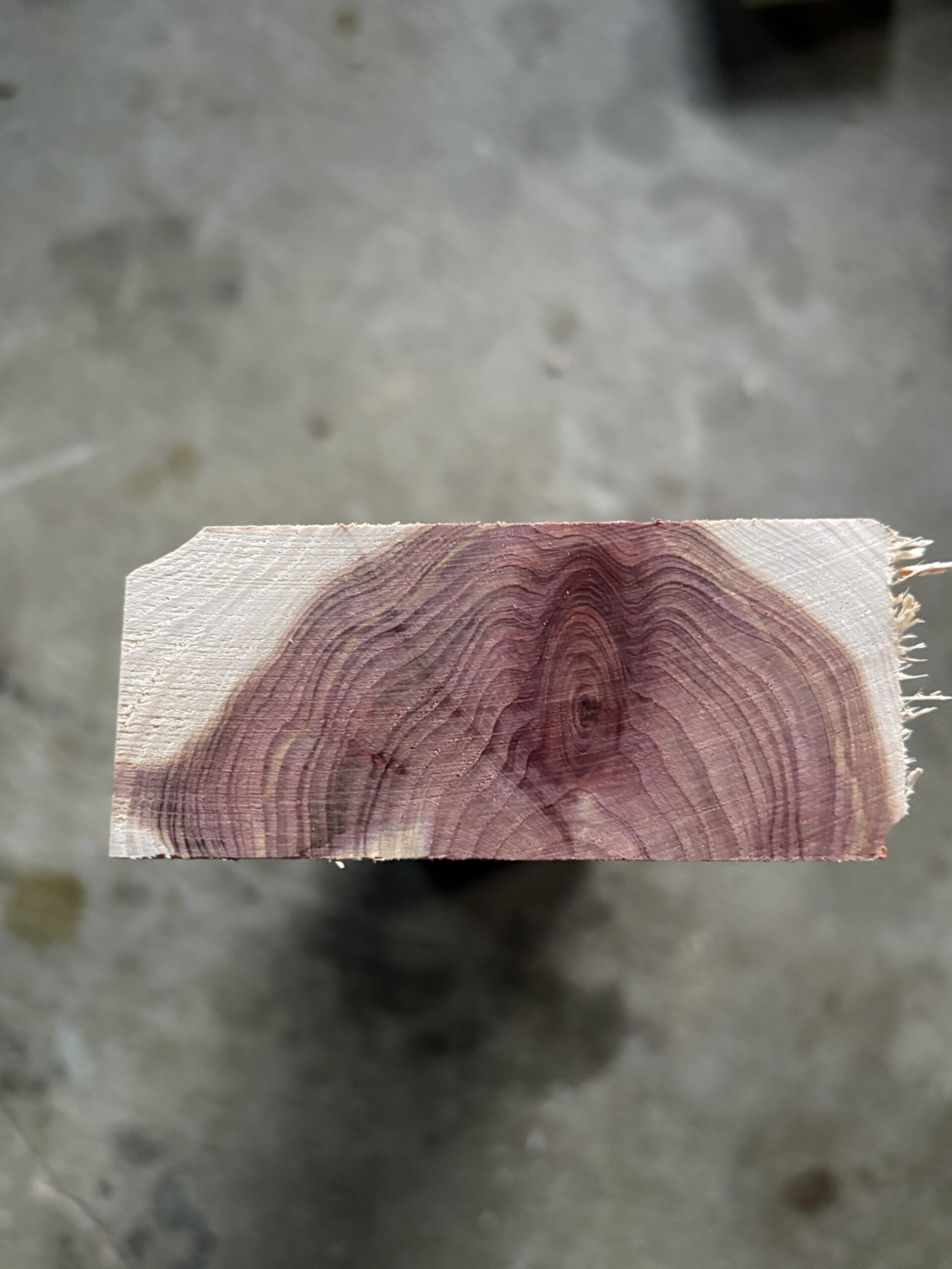 カイヅカイブキ