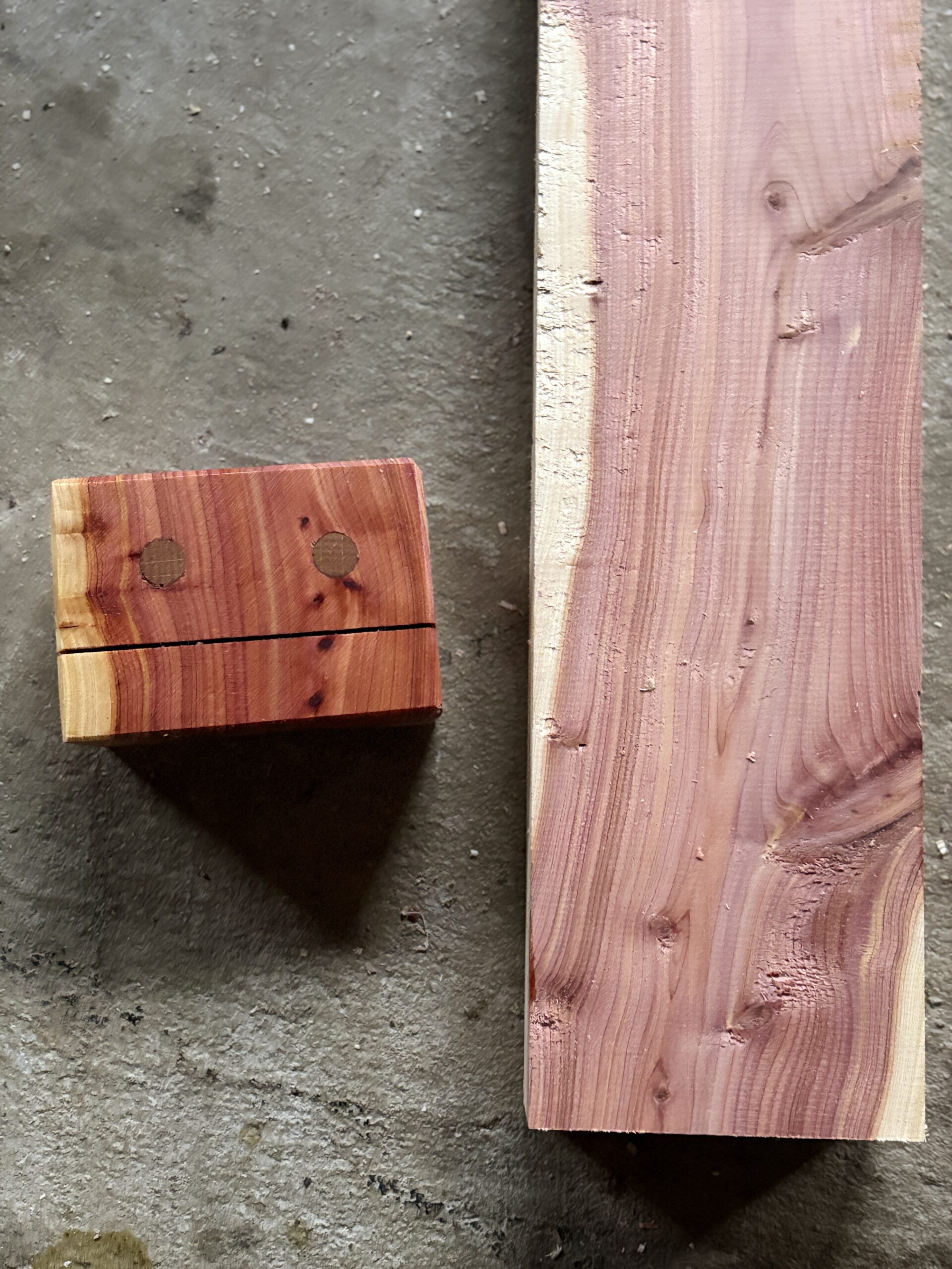 カイヅカイブキ