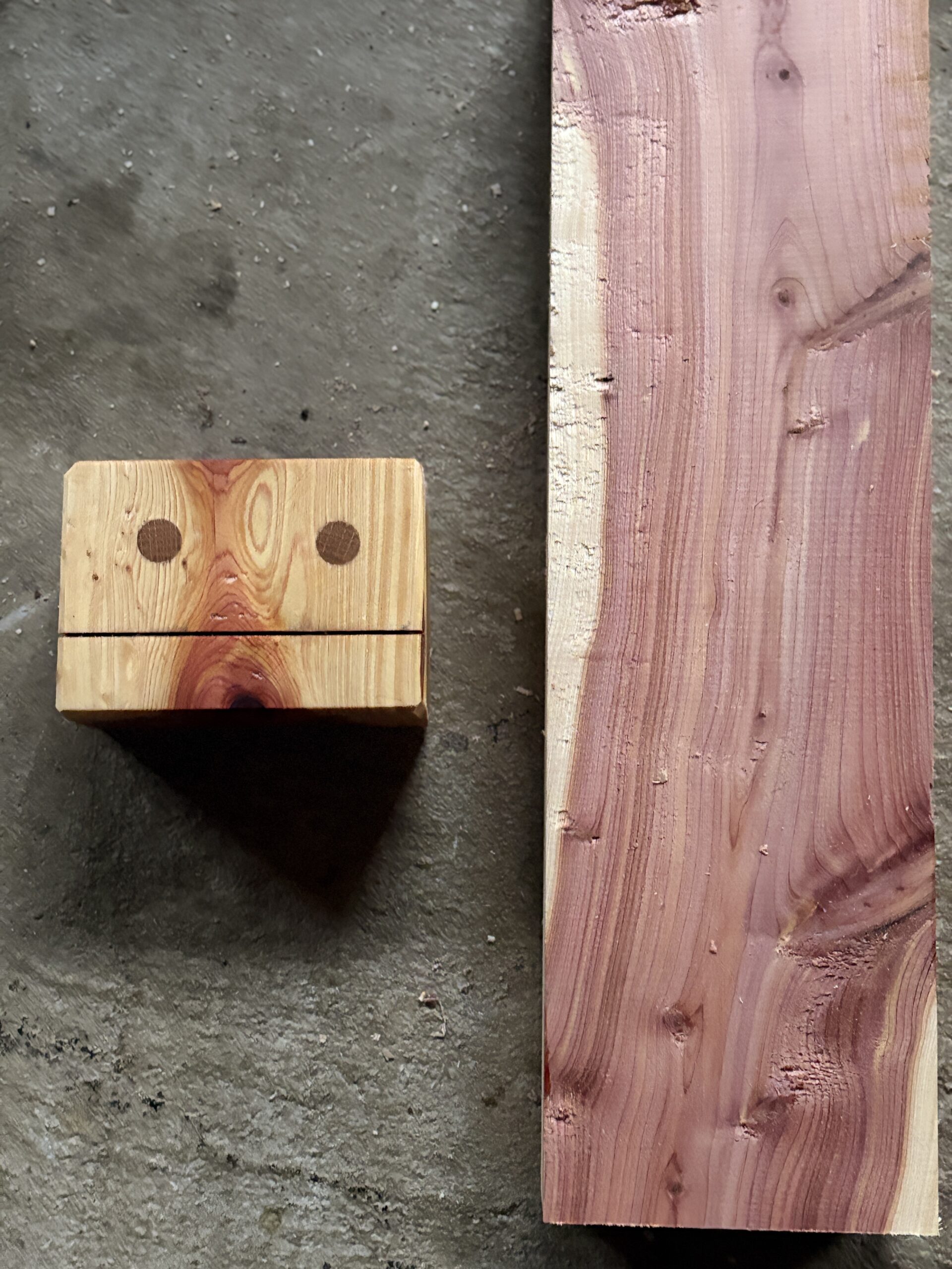 カイヅカイブキ