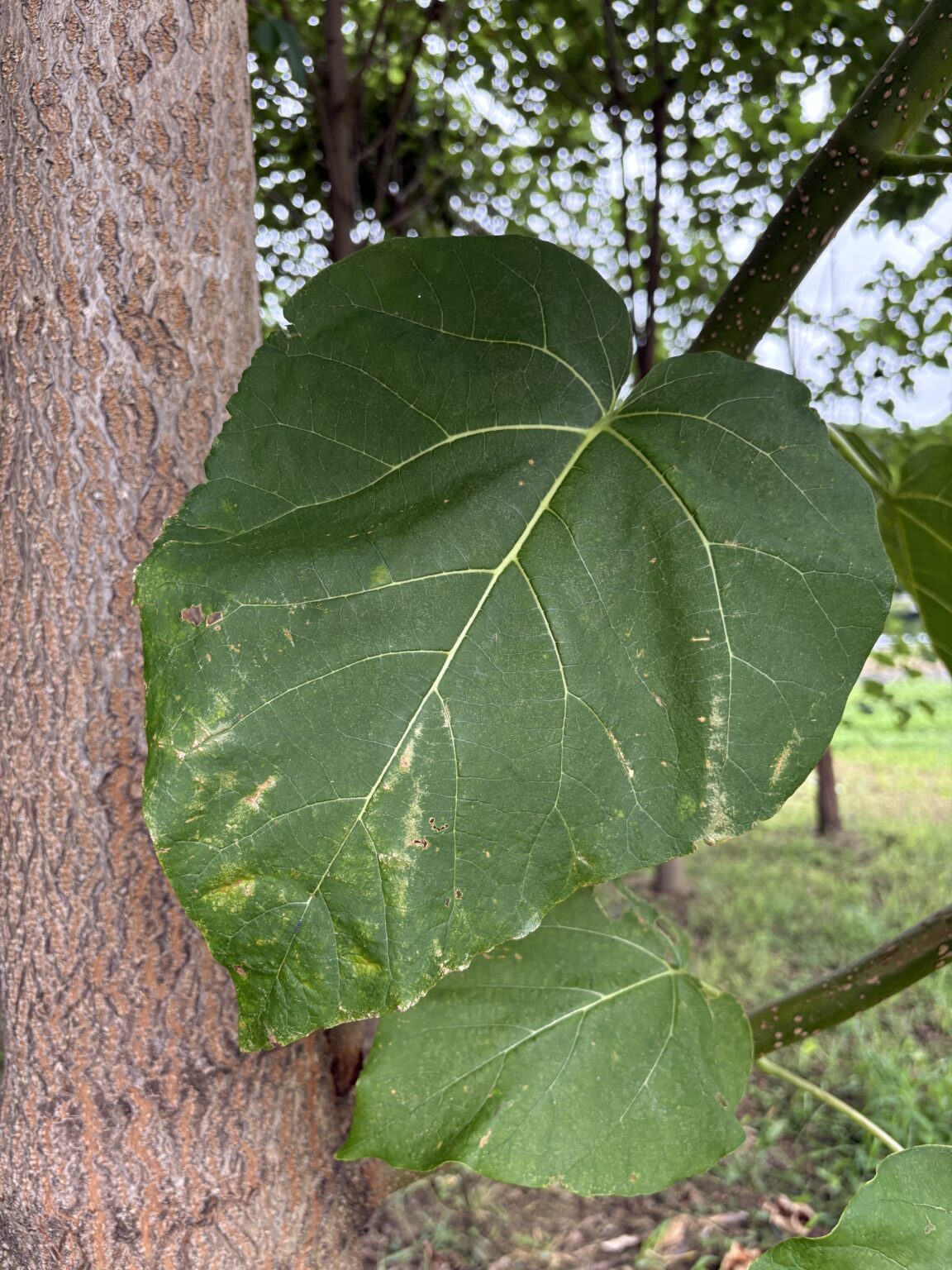 🌳 キリ(桐)の木を加工してみた | どんぐりぼうや