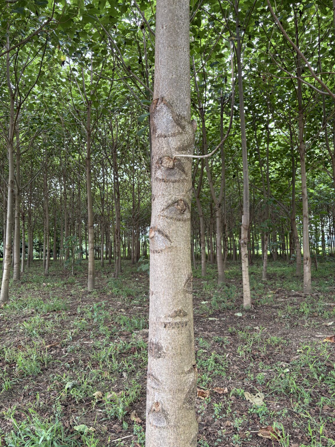 🌳 キリ(桐)の木を加工してみた | どんぐりぼうや