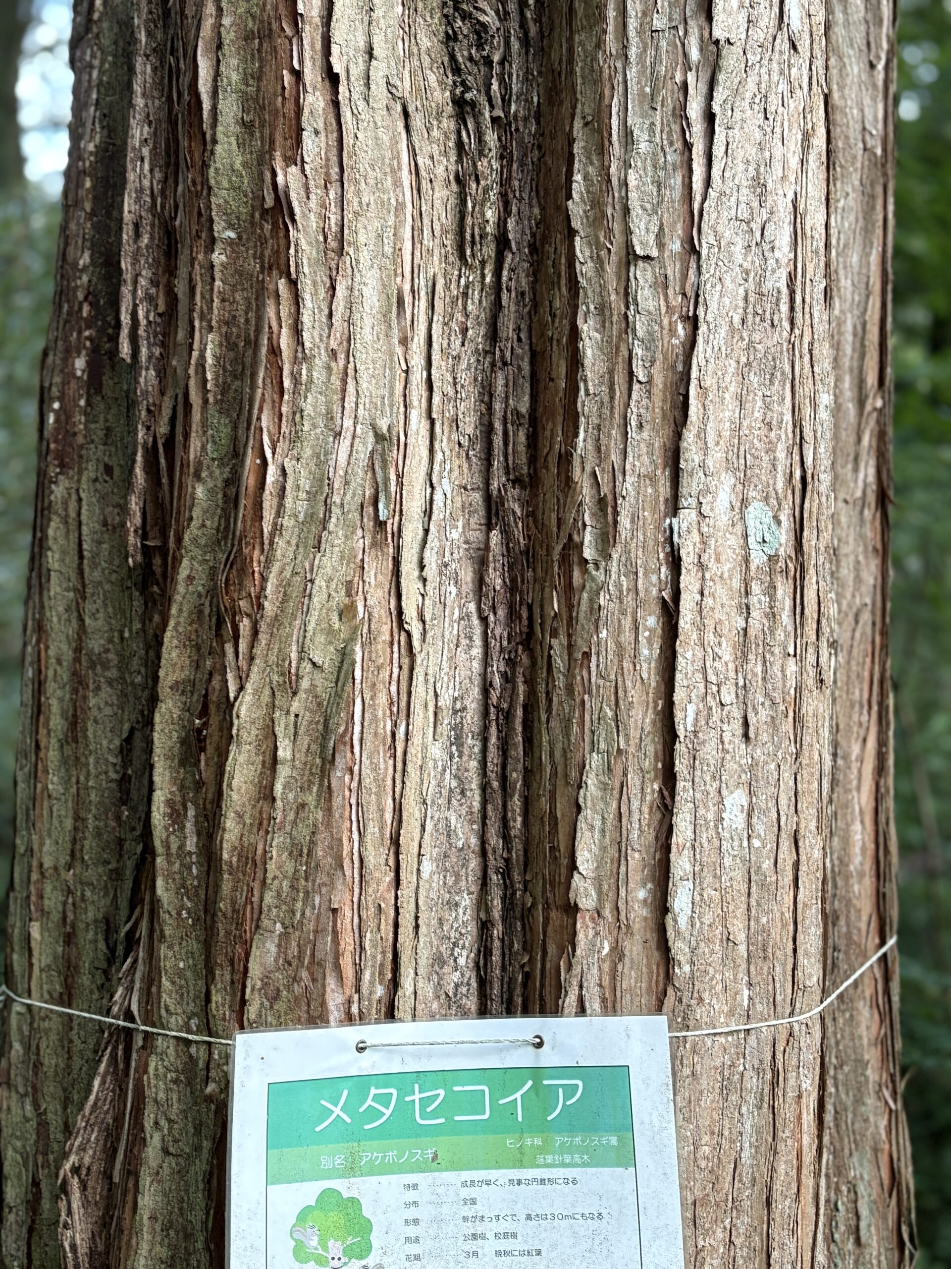 メタセコイア