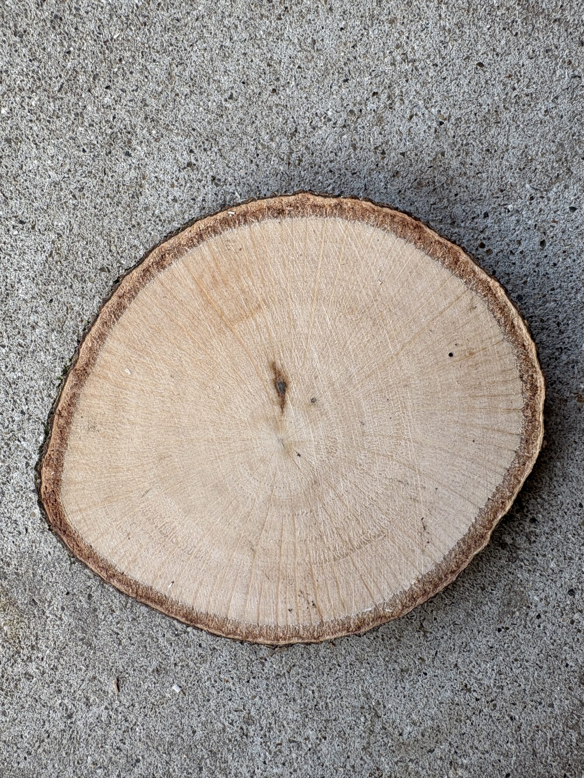 シラカシ　どんぐりぼうや　木の図鑑｜くだらない道具屋