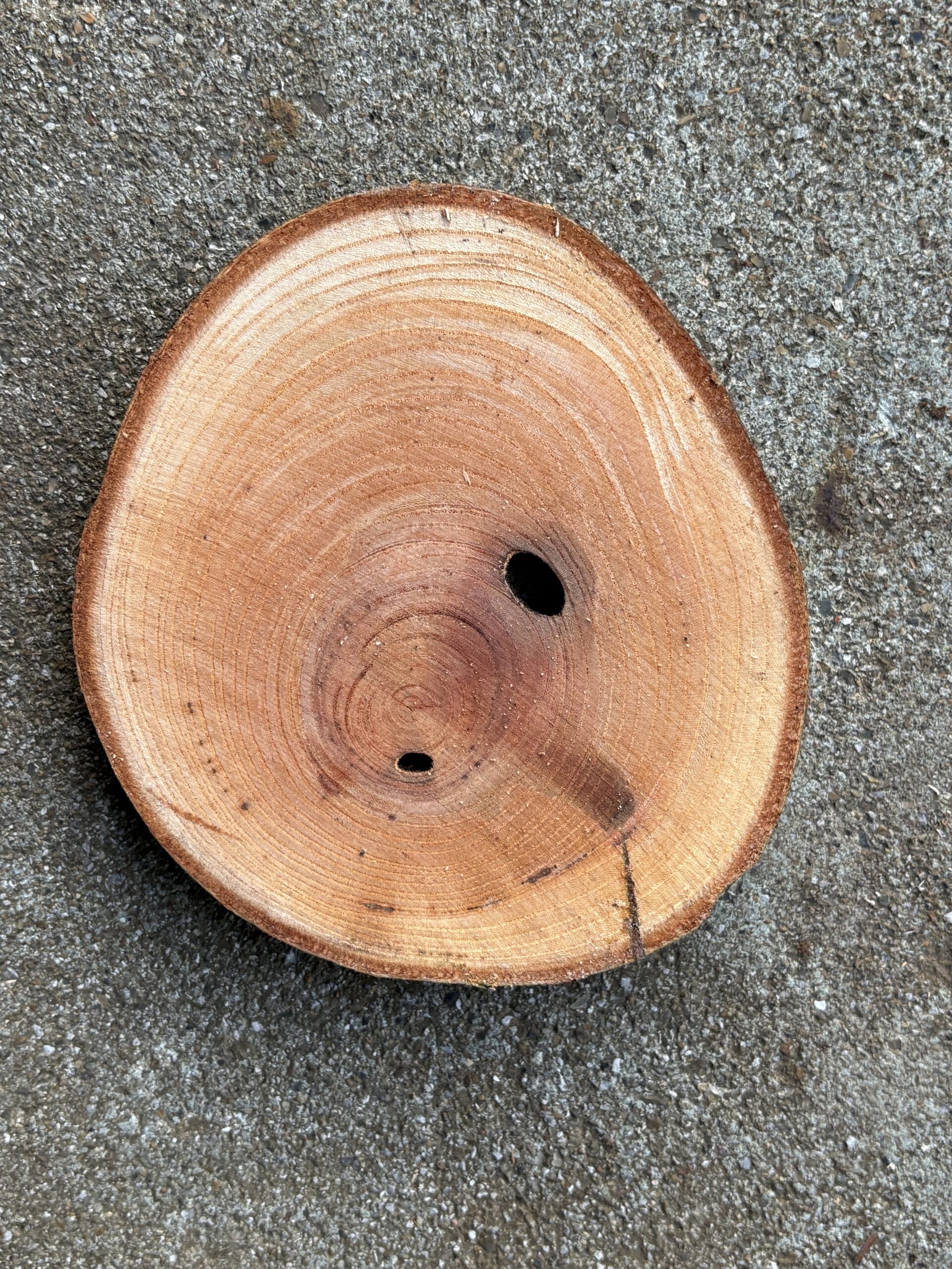 ケヤキ　どんぐりぼうや　木の図鑑｜くだらない道具屋