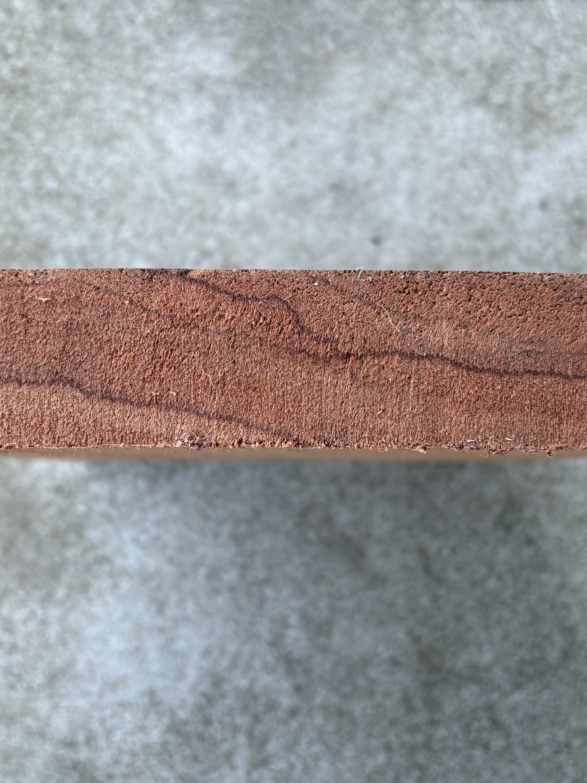 レッドゼブラ　エビアラ