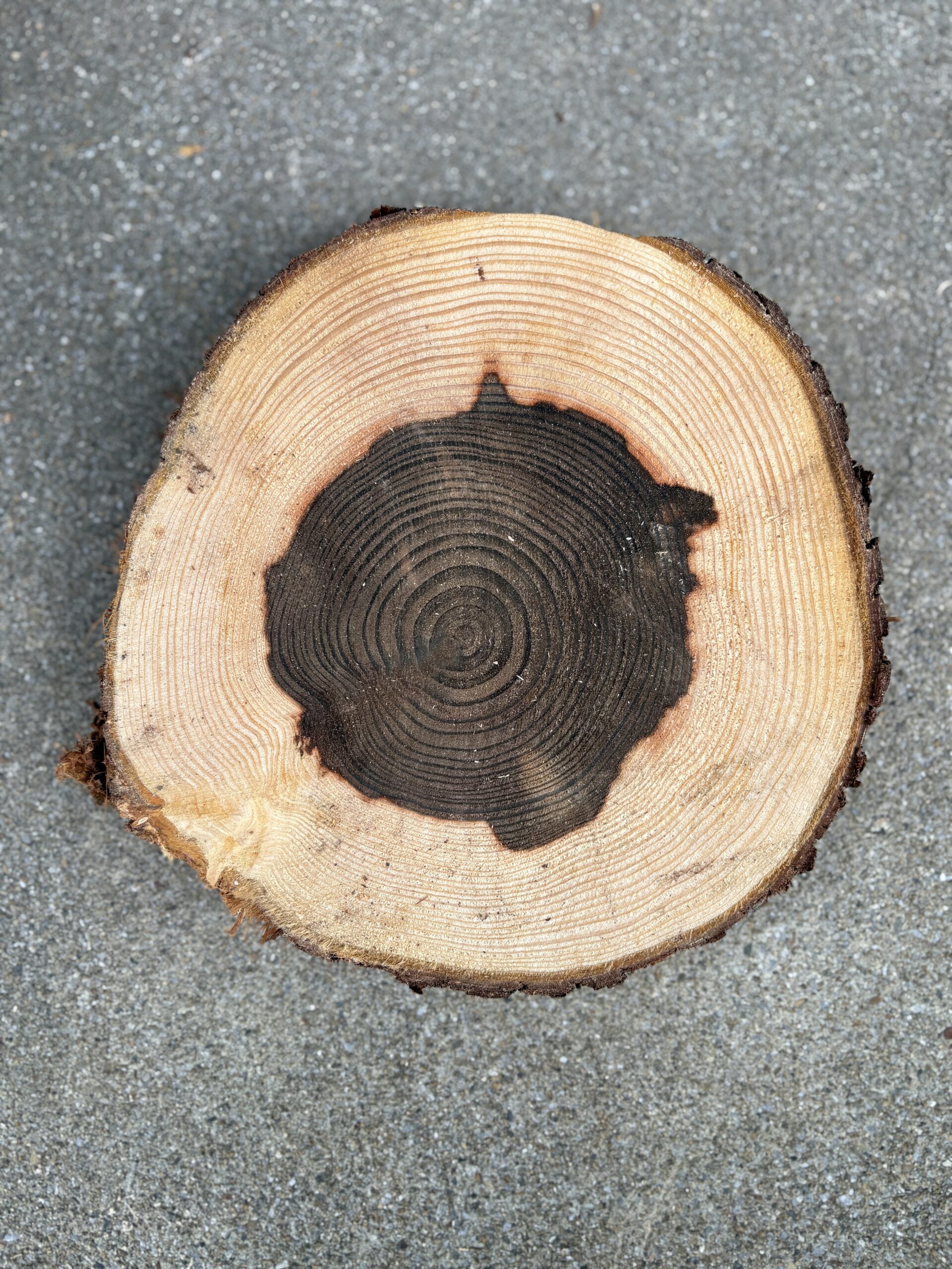 スギ　どんぐりぼうや　木の図鑑｜くだらない道具屋