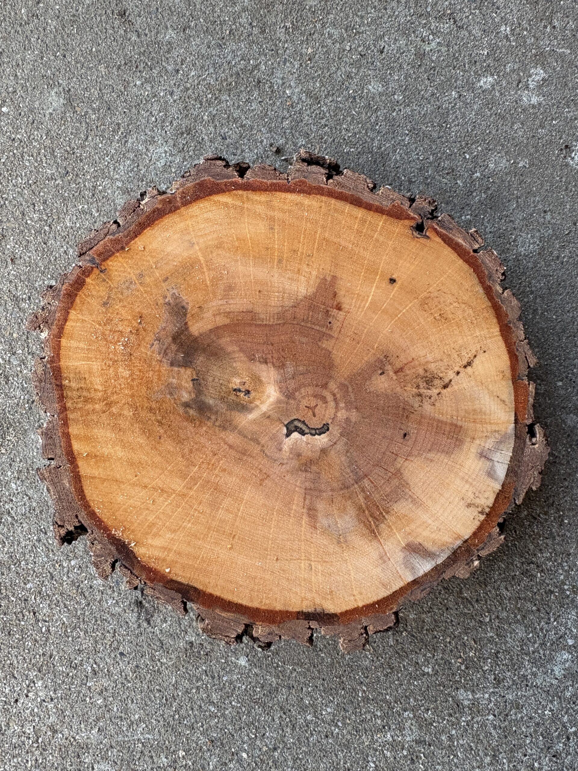 ハンノキ　どんぐりぼうや　木の図鑑｜くだらない道具屋