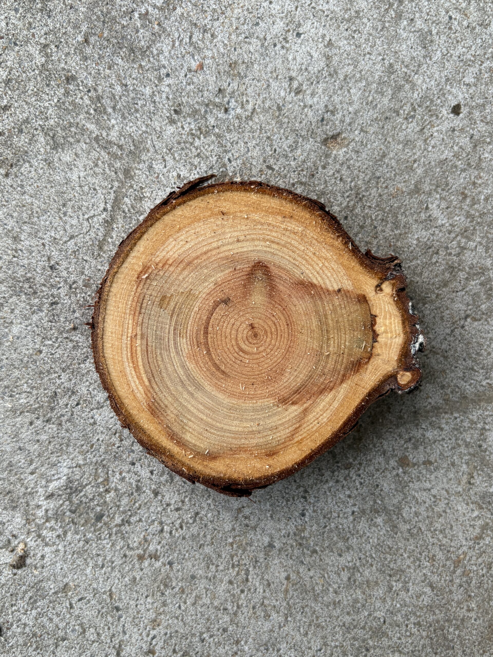 ヒノキ 木材 基本情報 加工はしやすい ｜木の図鑑 くだらない道具屋 どんぐりぼうや