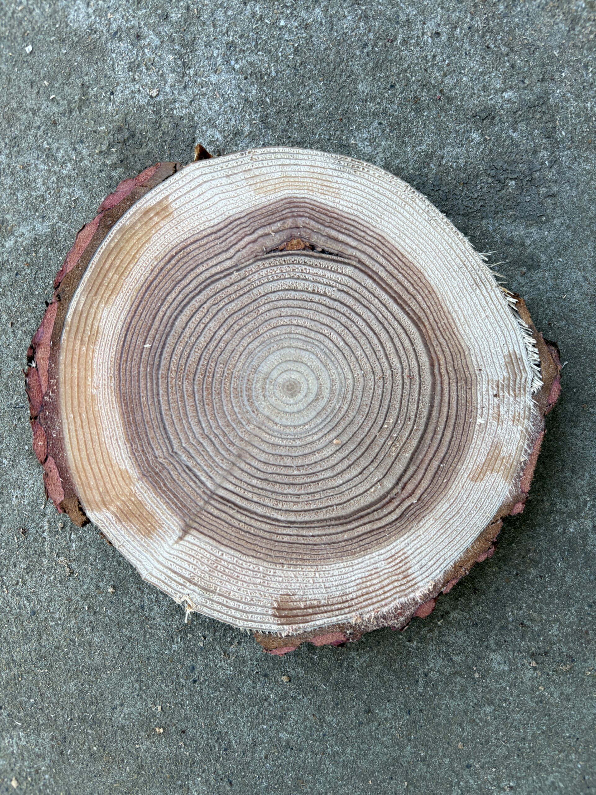 カラマツ　どんぐりぼうや　木の図鑑｜くだらない道具屋