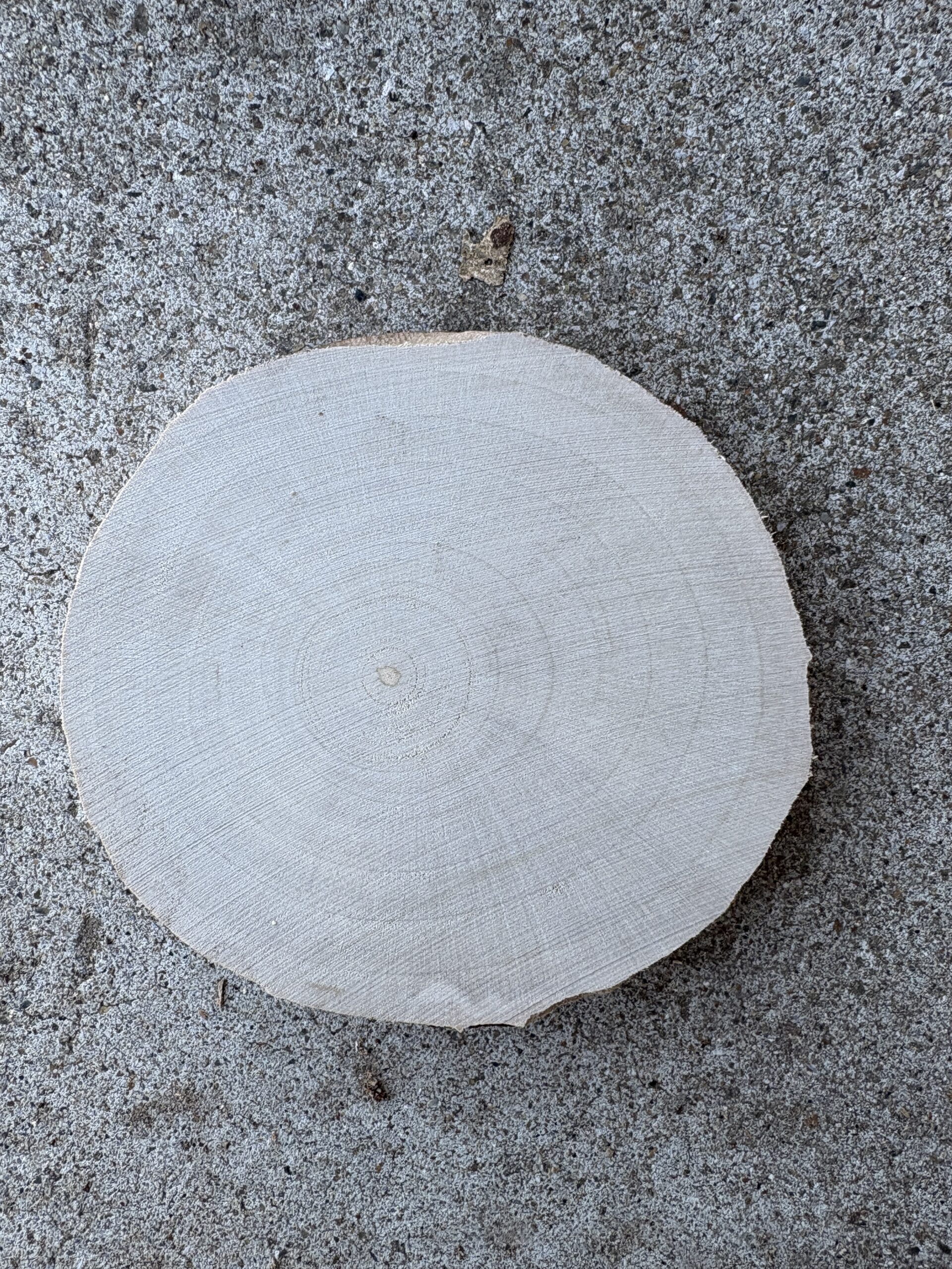 ミズキ　どんぐりぼうや　木の図鑑｜くだらない道具屋