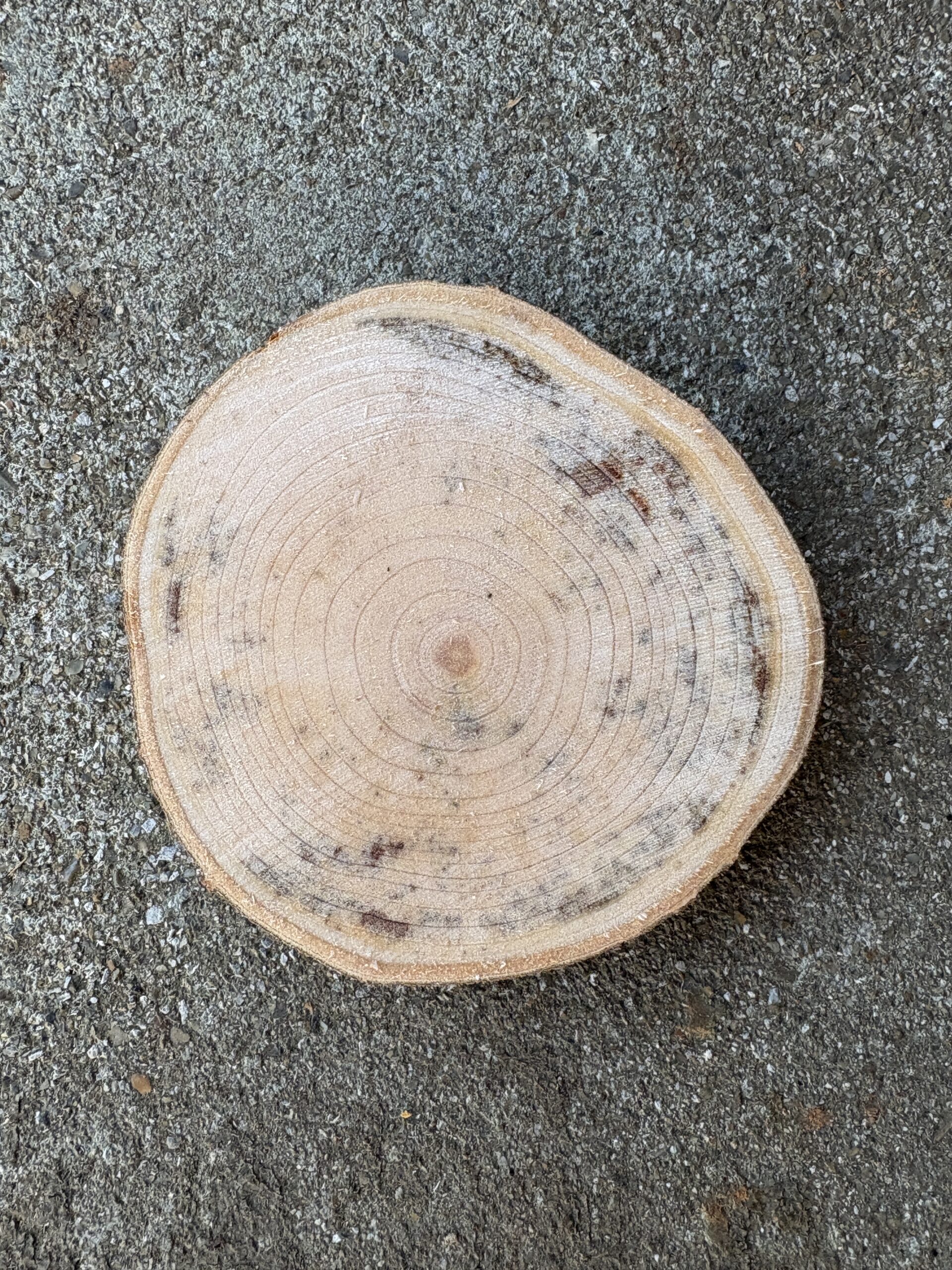 タブノキ　どんぐりぼうや　木の図鑑｜くだらない道具屋