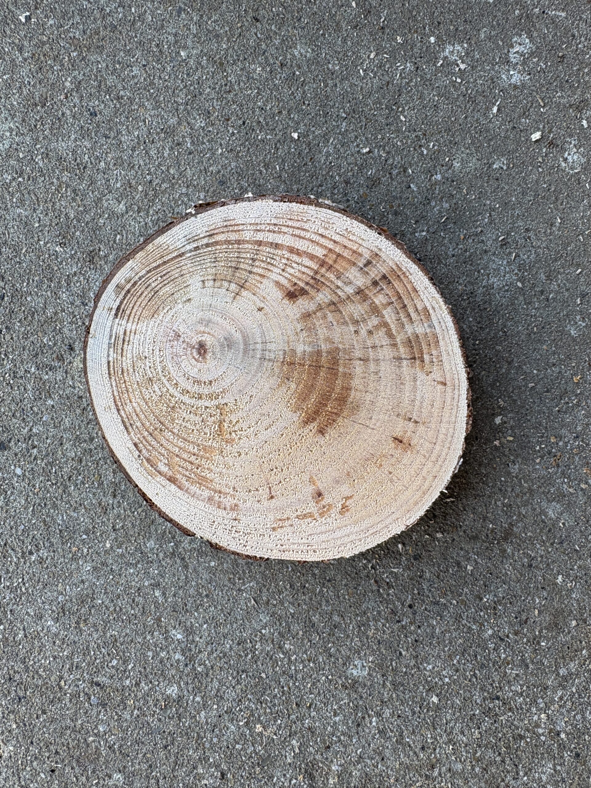 アカマツ　どんぐりぼうや　木の図鑑｜くだらない道具屋