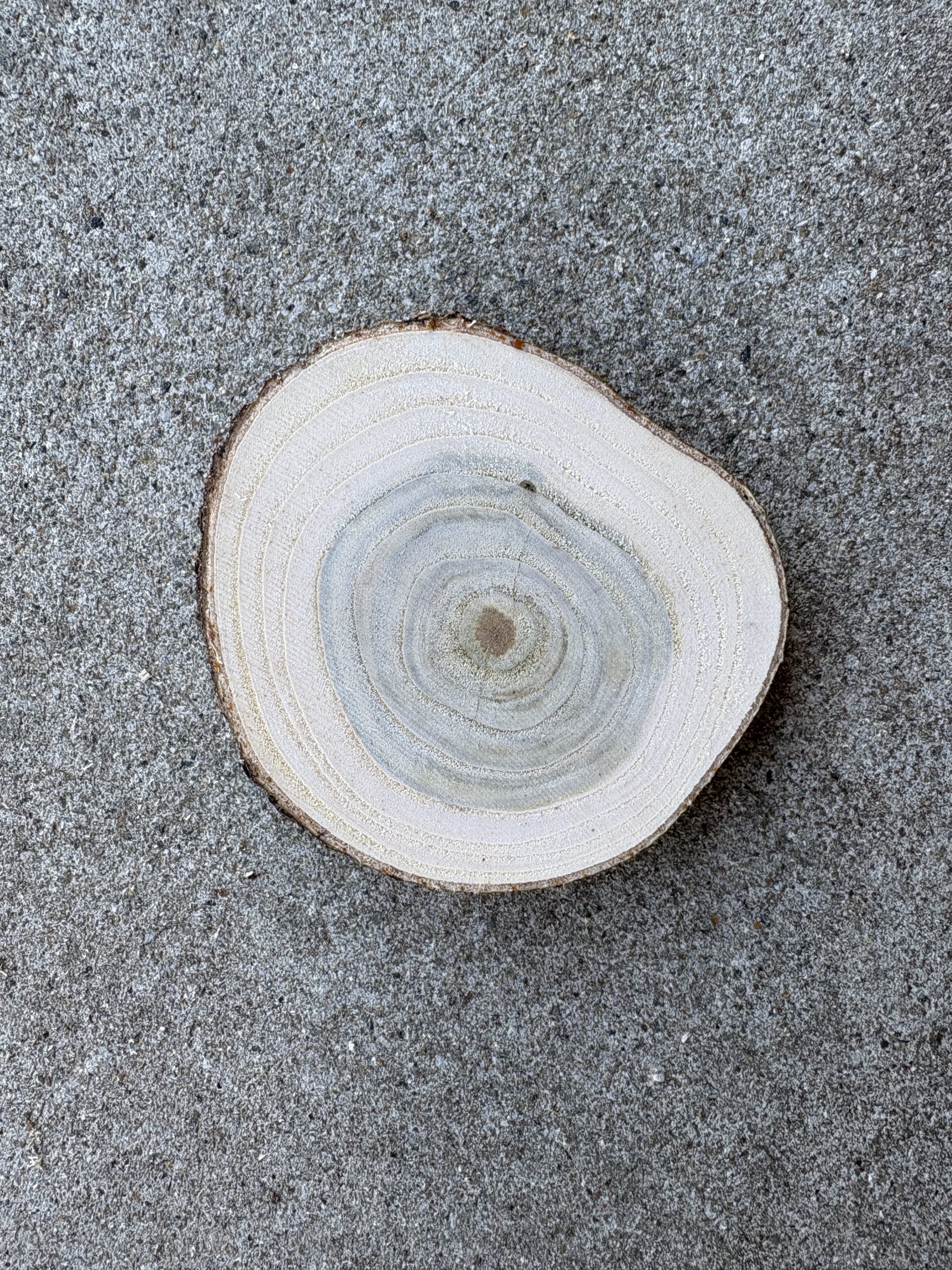 ホオノキ　どんぐりぼうや　木の図鑑｜くだらない道具屋