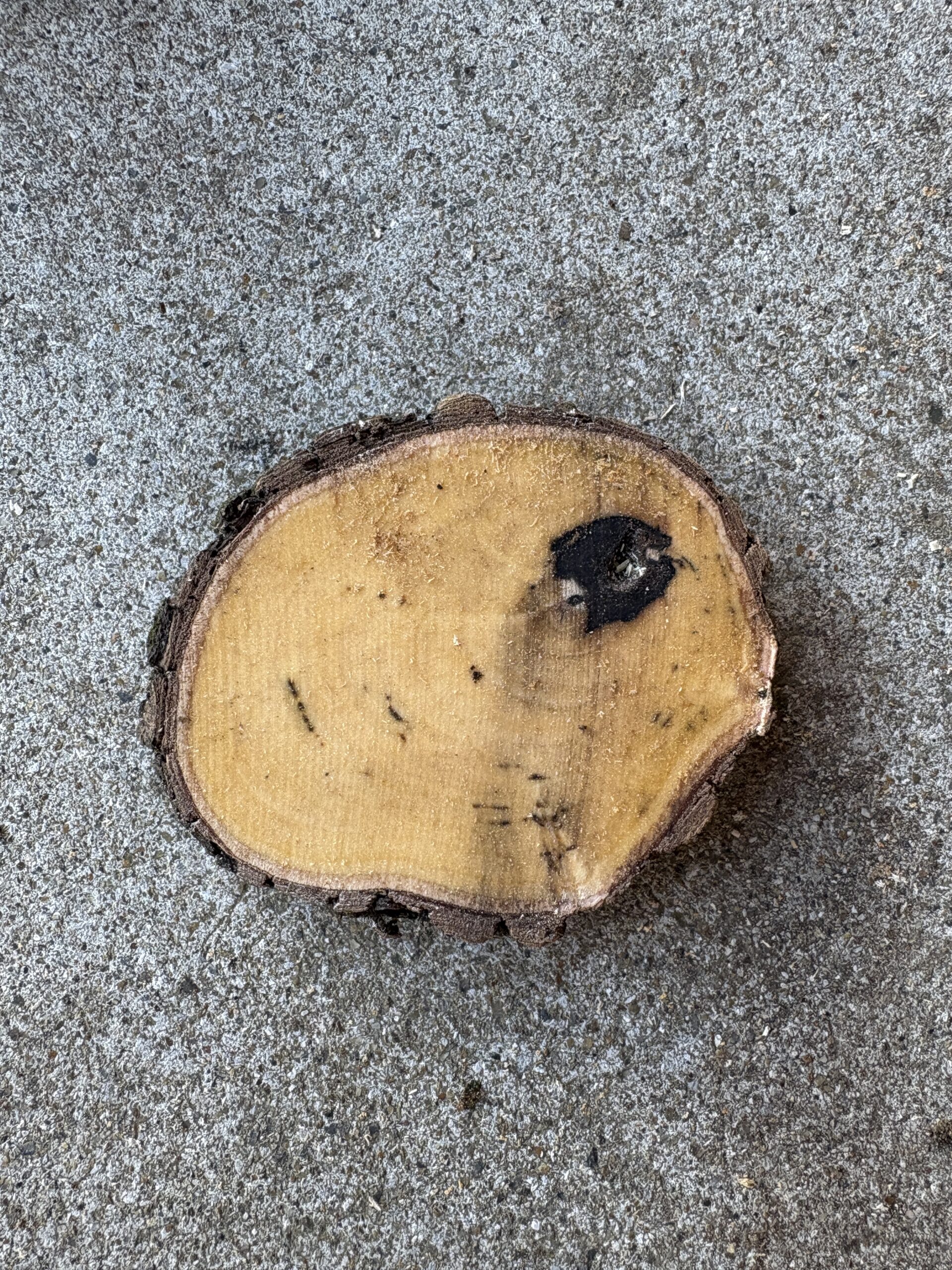 カキ　どんぐりぼうや　木の図鑑｜くだらない道具屋