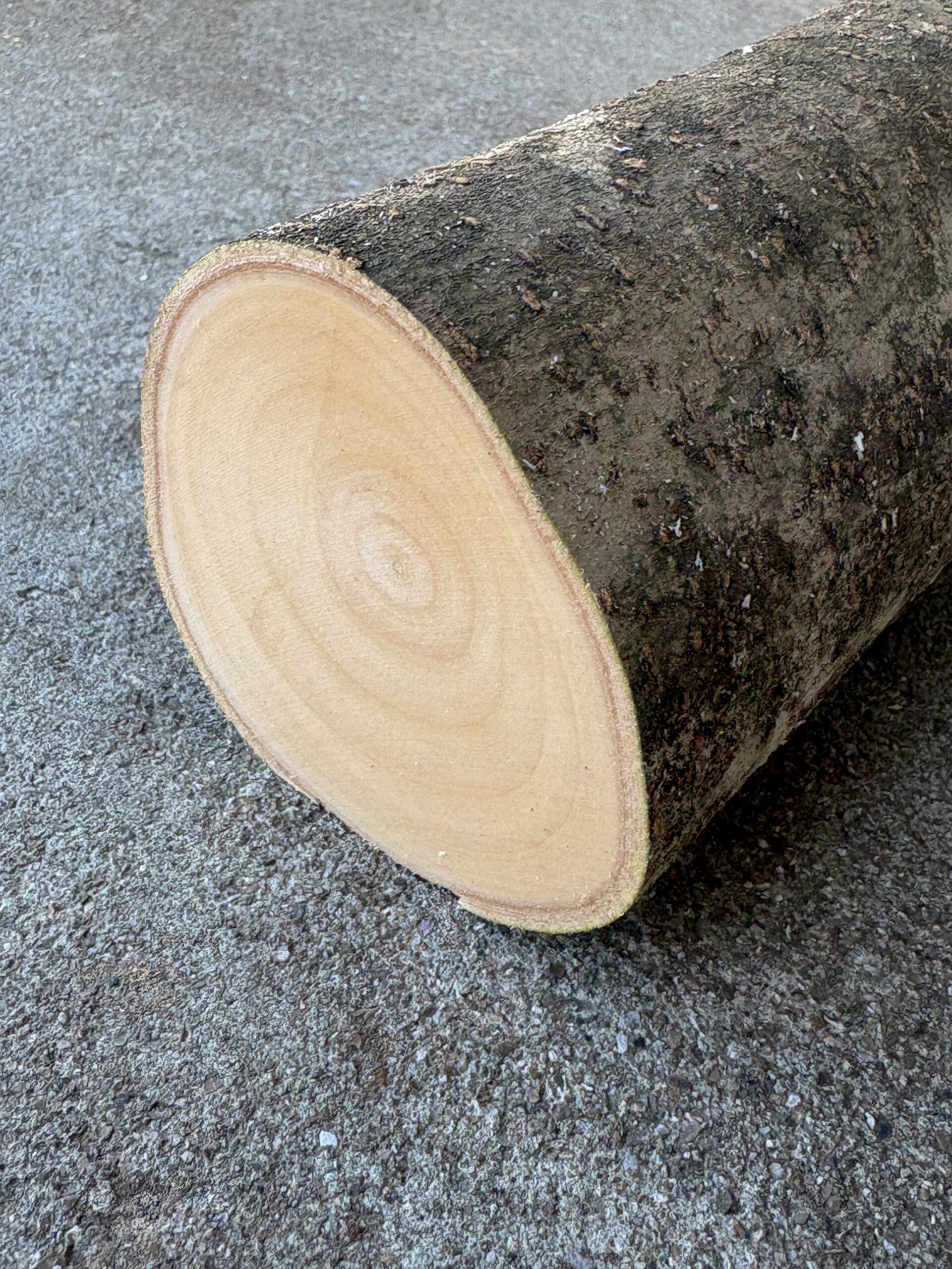 トウネズミモチ