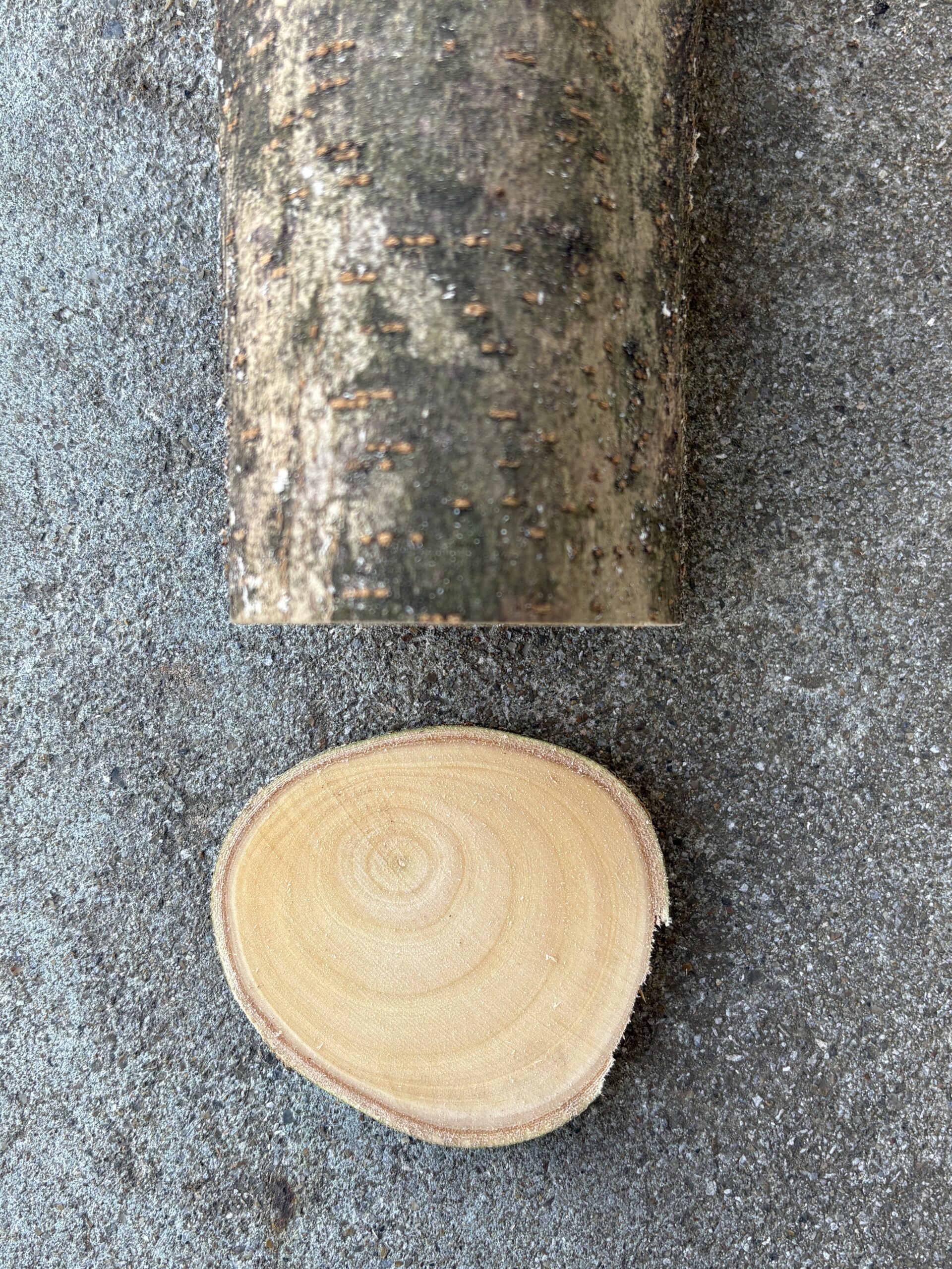 トウネズミモチ