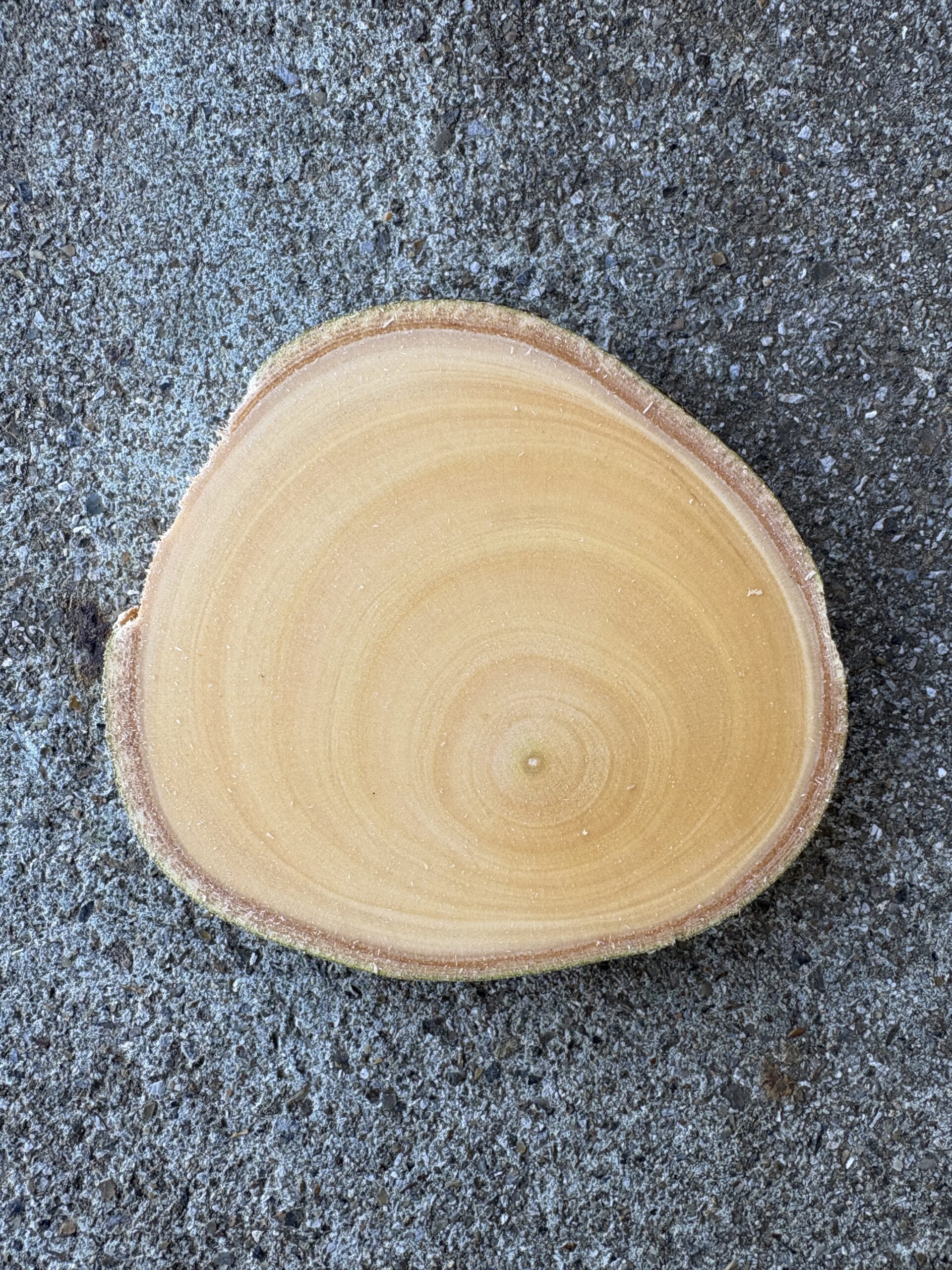 ユズ　どんぐりぼうや　木の図鑑｜くだらない道具屋