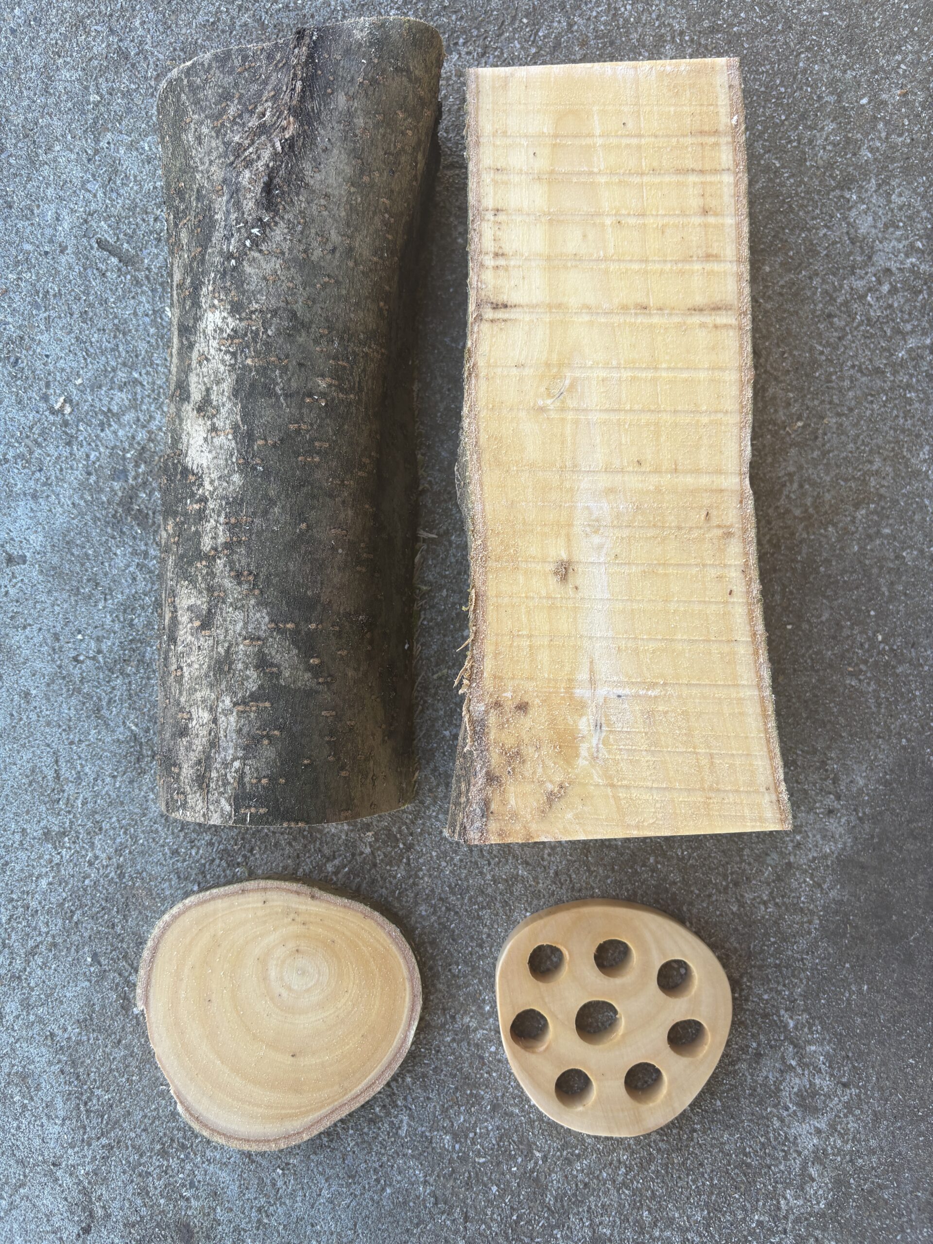 トウネズミモチ