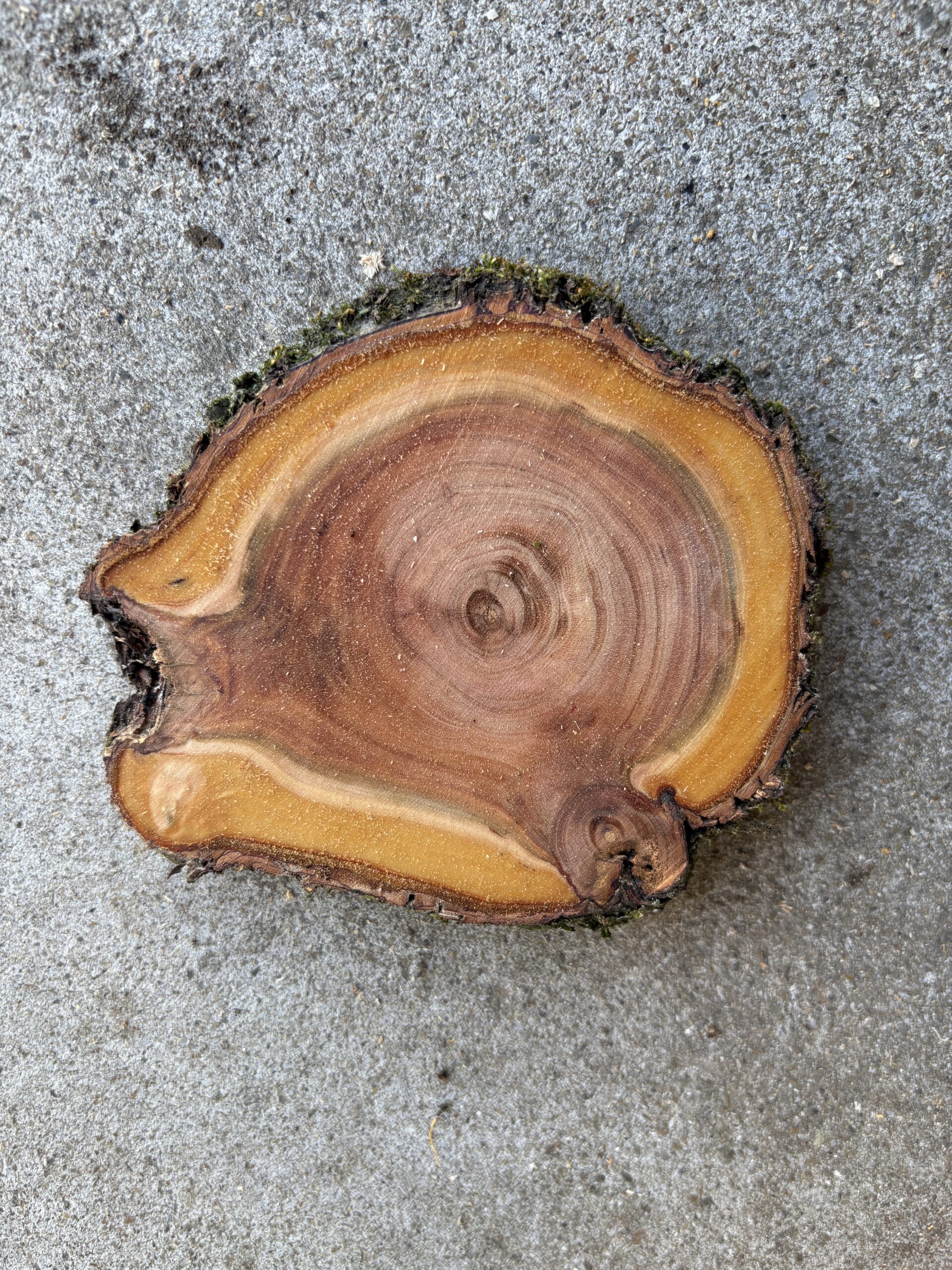 ウメ　どんぐりぼうや　木の図鑑｜くだらない道具屋