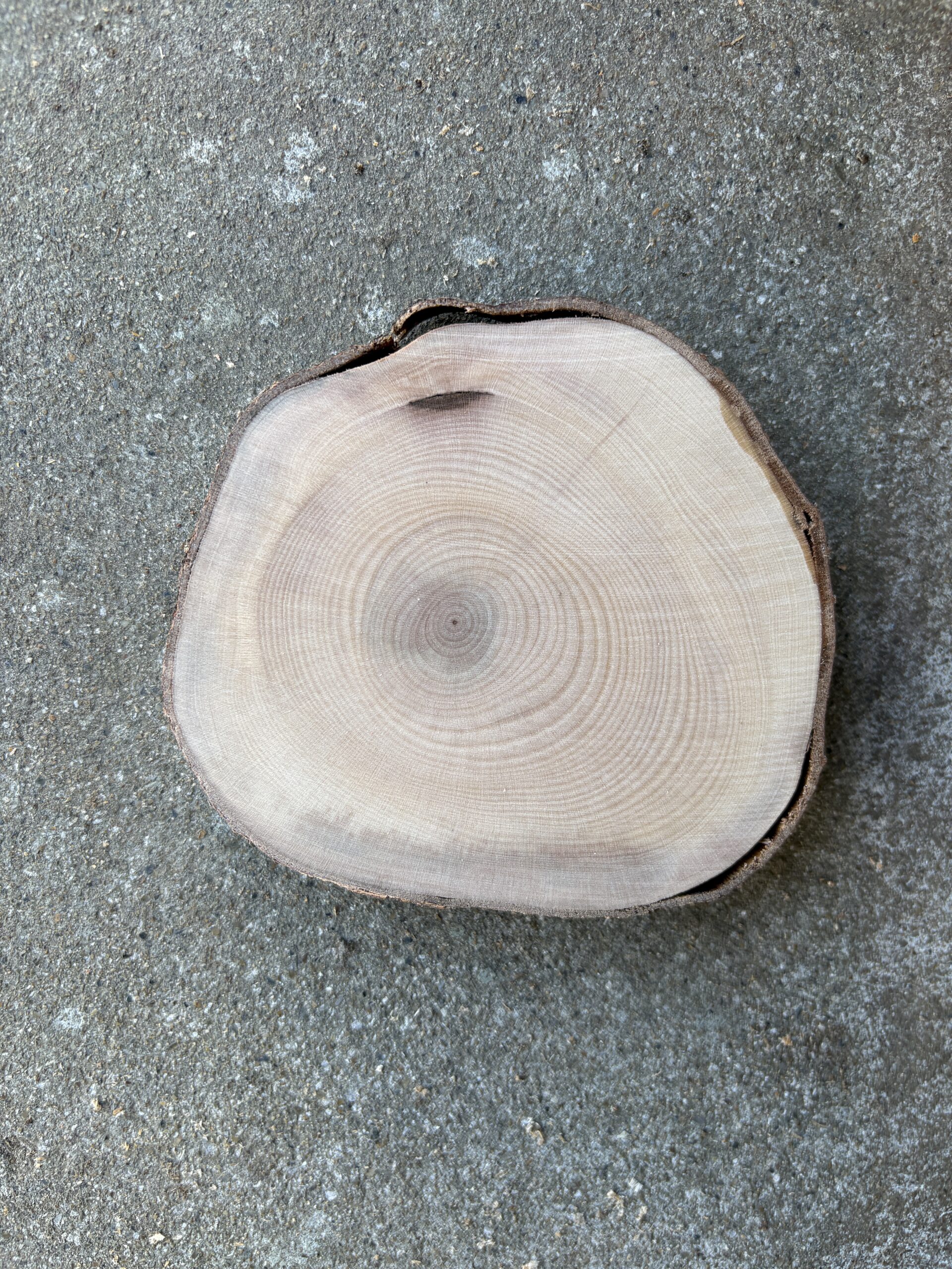 ヤマボウシ　どんぐりぼうや　木の図鑑｜くだらない道具屋