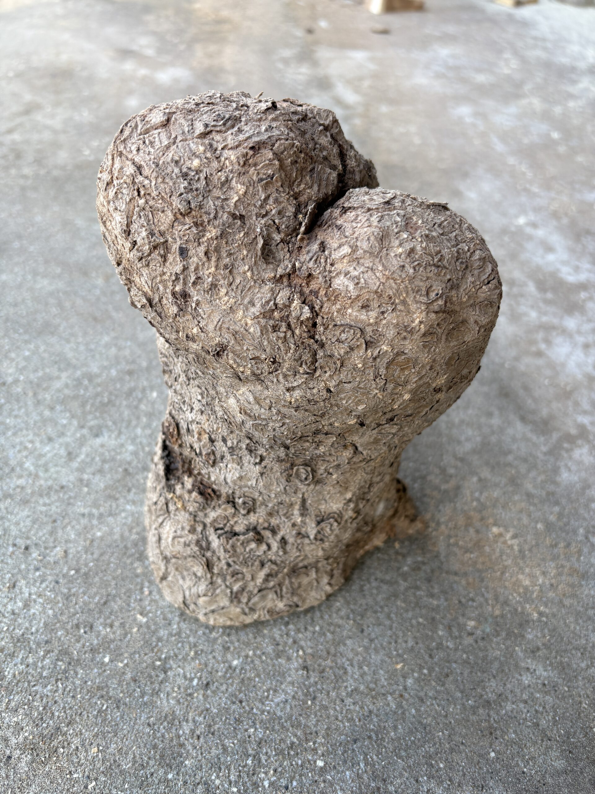 イチョウコブ 木材｜どんぐり坊や くだらない道具屋