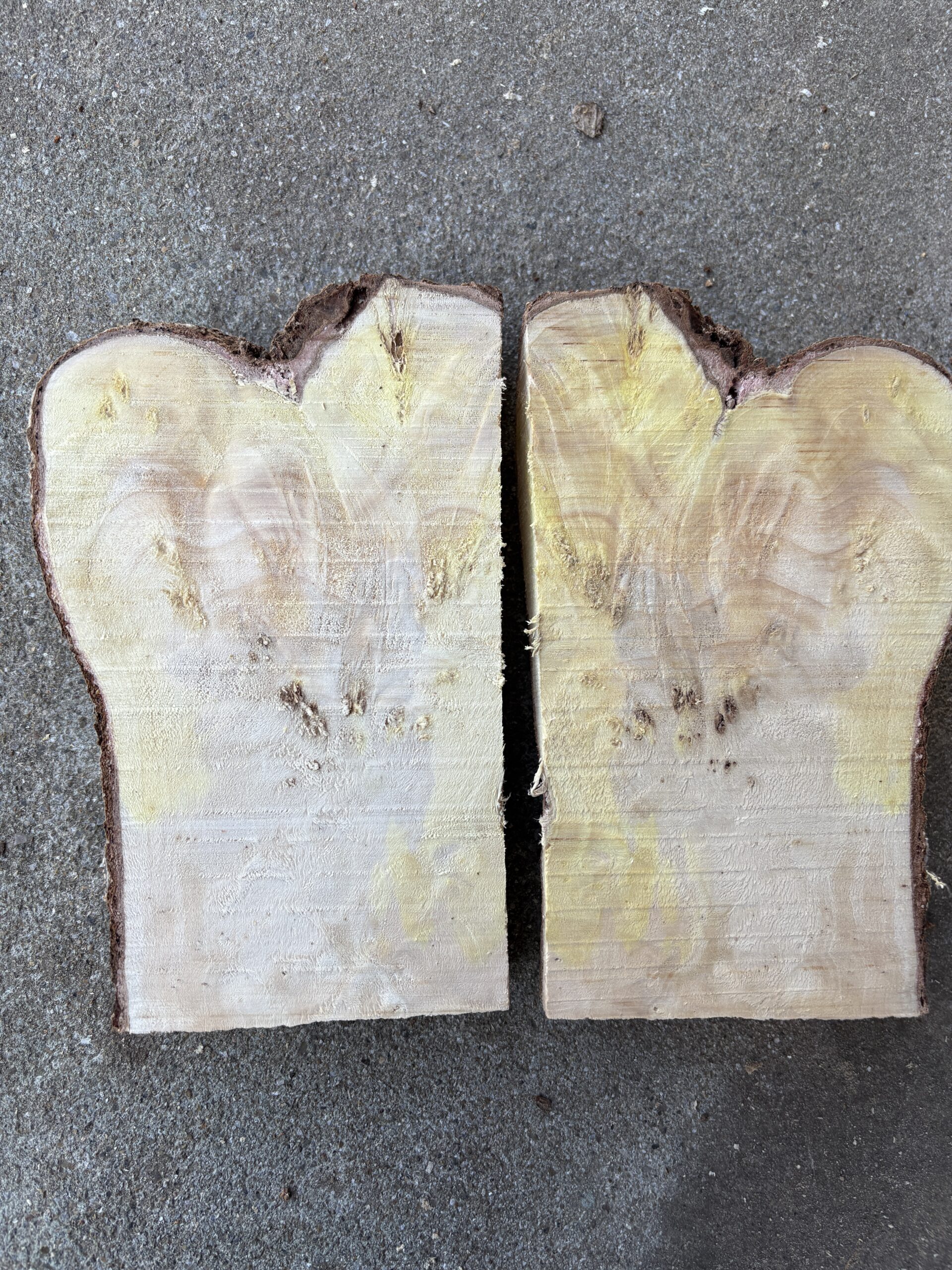 イチョウコブ 木材｜どんぐり坊や くだらない道具屋