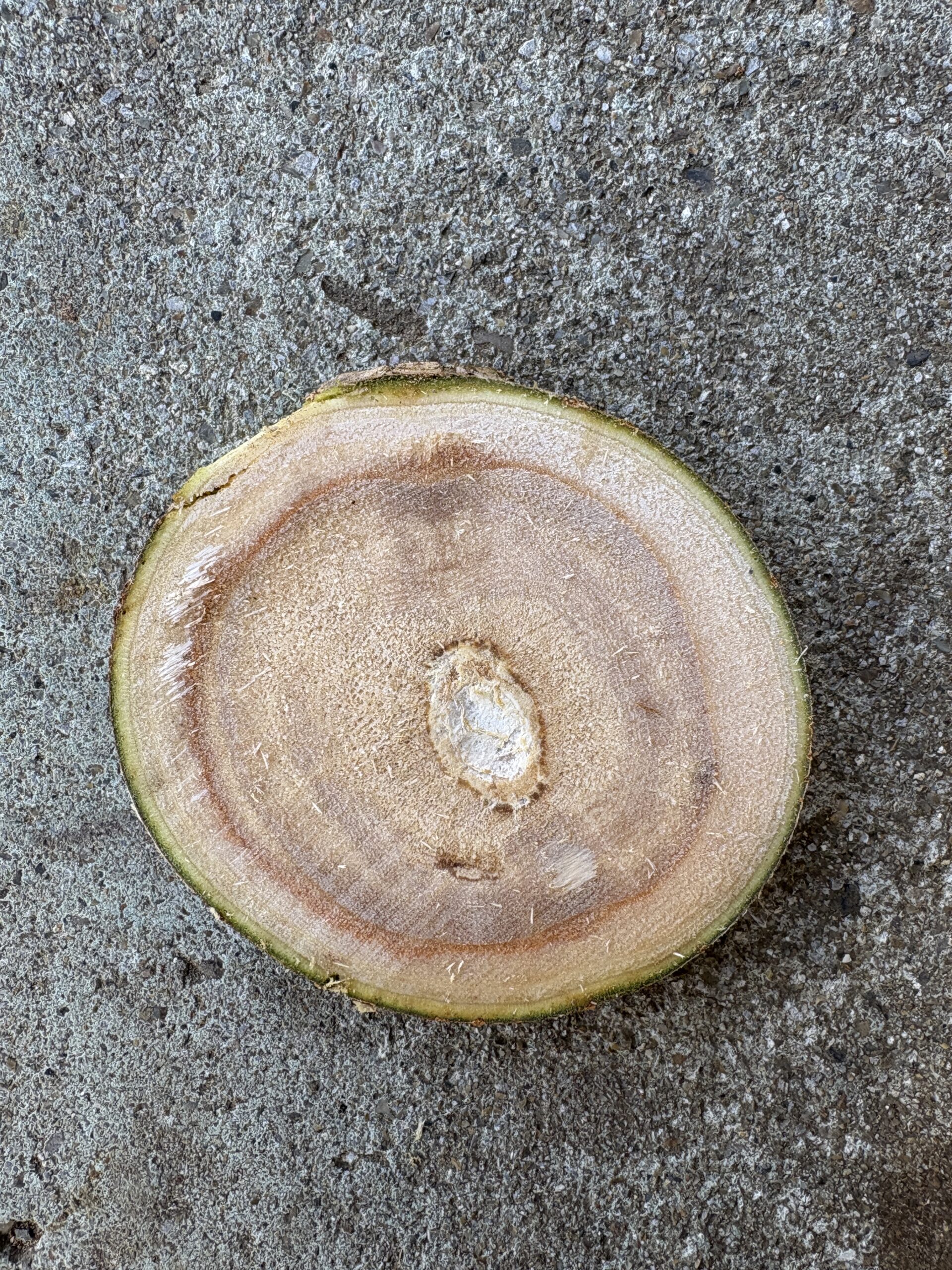 キリ　どんぐりぼうや　木の図鑑｜くだらない道具屋