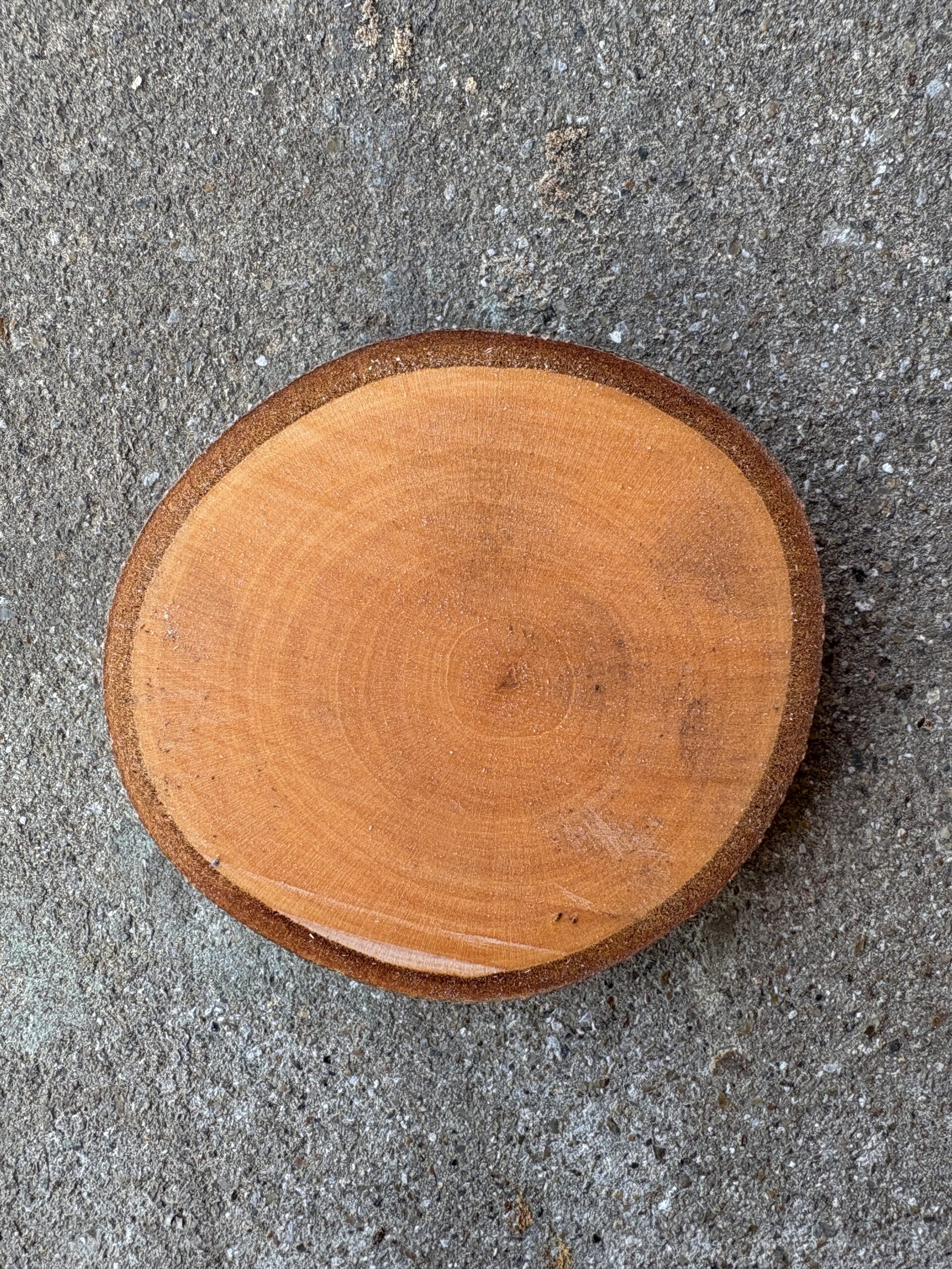 モッコク　どんぐりぼうや　木の図鑑｜くだらない道具屋