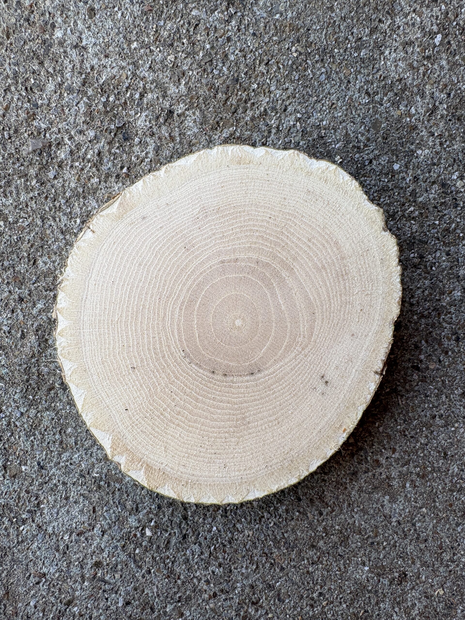 ムクゲ　どんぐりぼうや　木の図鑑｜くだらない道具屋